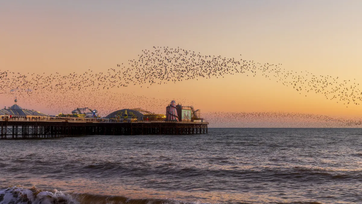 A sweeping murmuration of starlings arcs above Brighton Palace Pier at sunset, forming a flowing band across a warm evening sky.