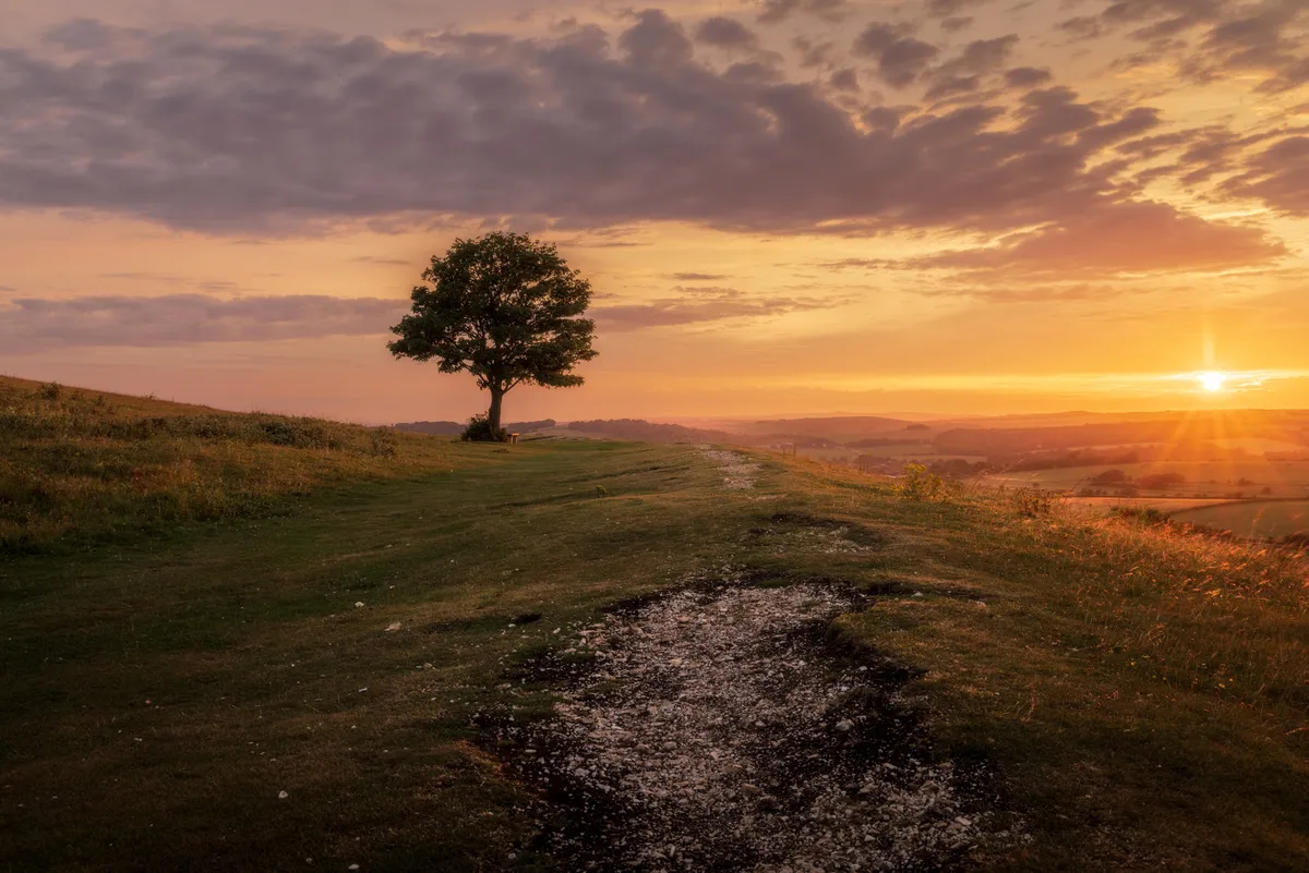 A lone tree on a ridge at Cissbury at sunset, with a worn path leading toward it and warm golden light across the South Downs.