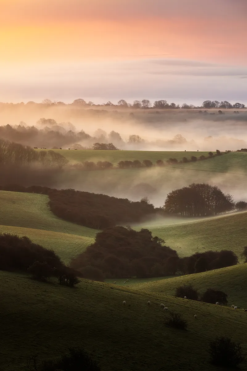 Rolling South Downs hills at Ditchling Beacon layered with low mist at sunrise, with soft golden light and sheep scattered across the landscape.