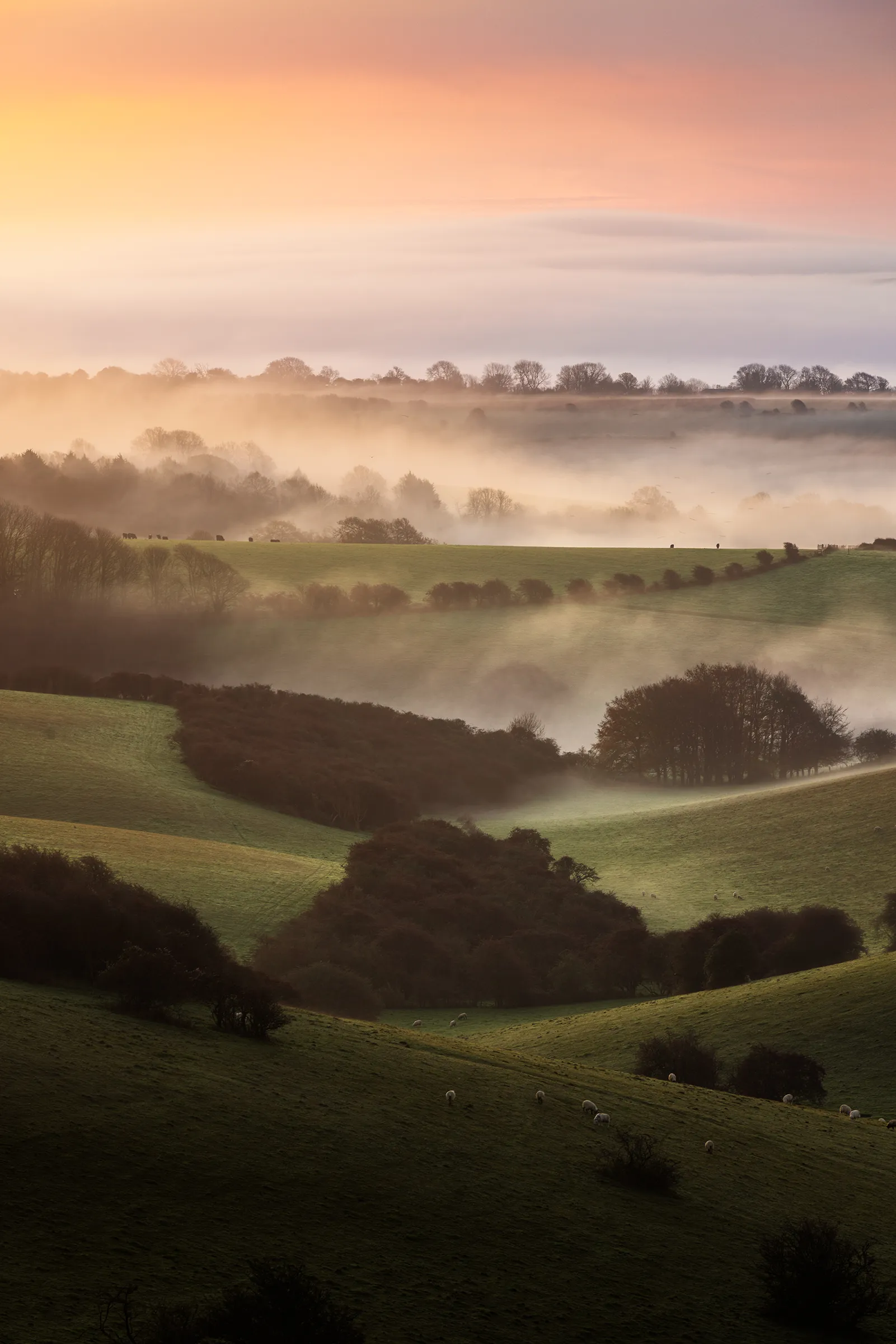 Rolling South Downs hills at Ditchling Beacon layered with low mist at sunrise, with soft golden light and sheep scattered across the landscape.
