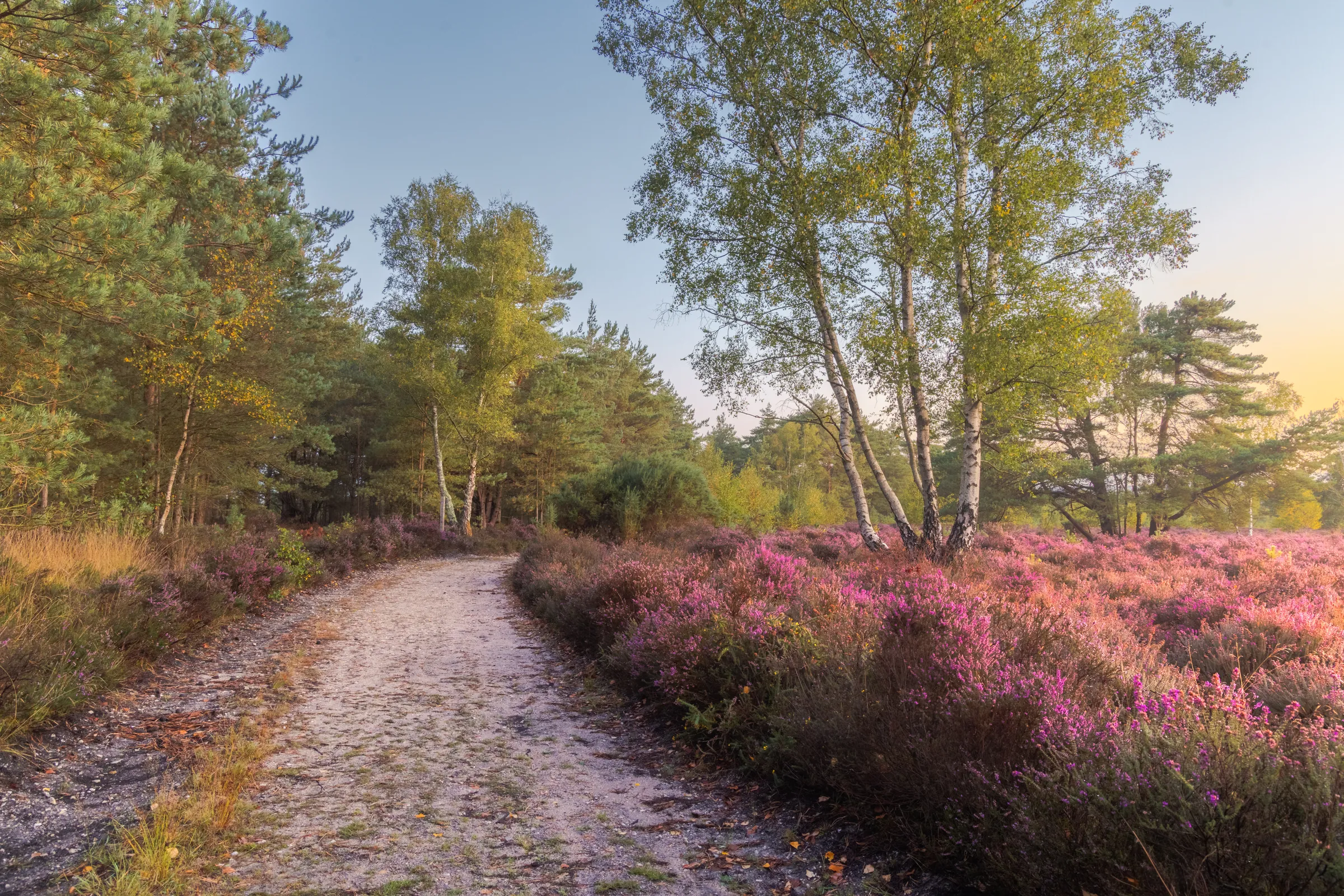 A winding sandy path through heathland near Midhurst, lined with purple heather and birch trees under soft evening light.