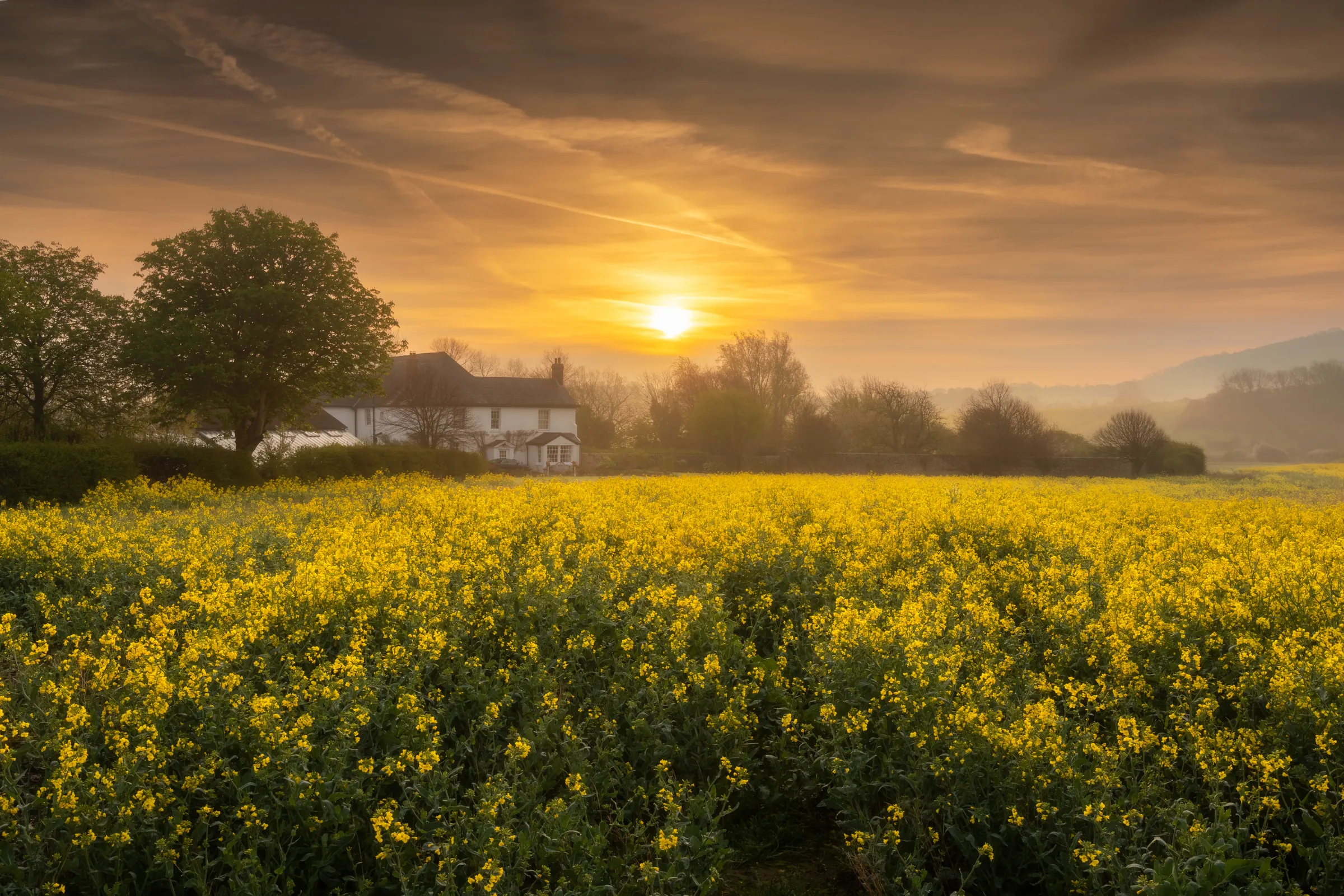 A glowing sunrise over a field of yellow rapeseed near Berwick, with a farmhouse and trees silhouetted softly against warm morning light.
