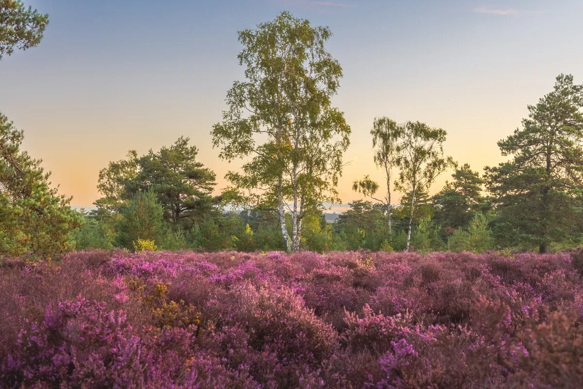 Silver birch trees rising above purple heather at Midhurst under soft evening light with a gentle sky behind.