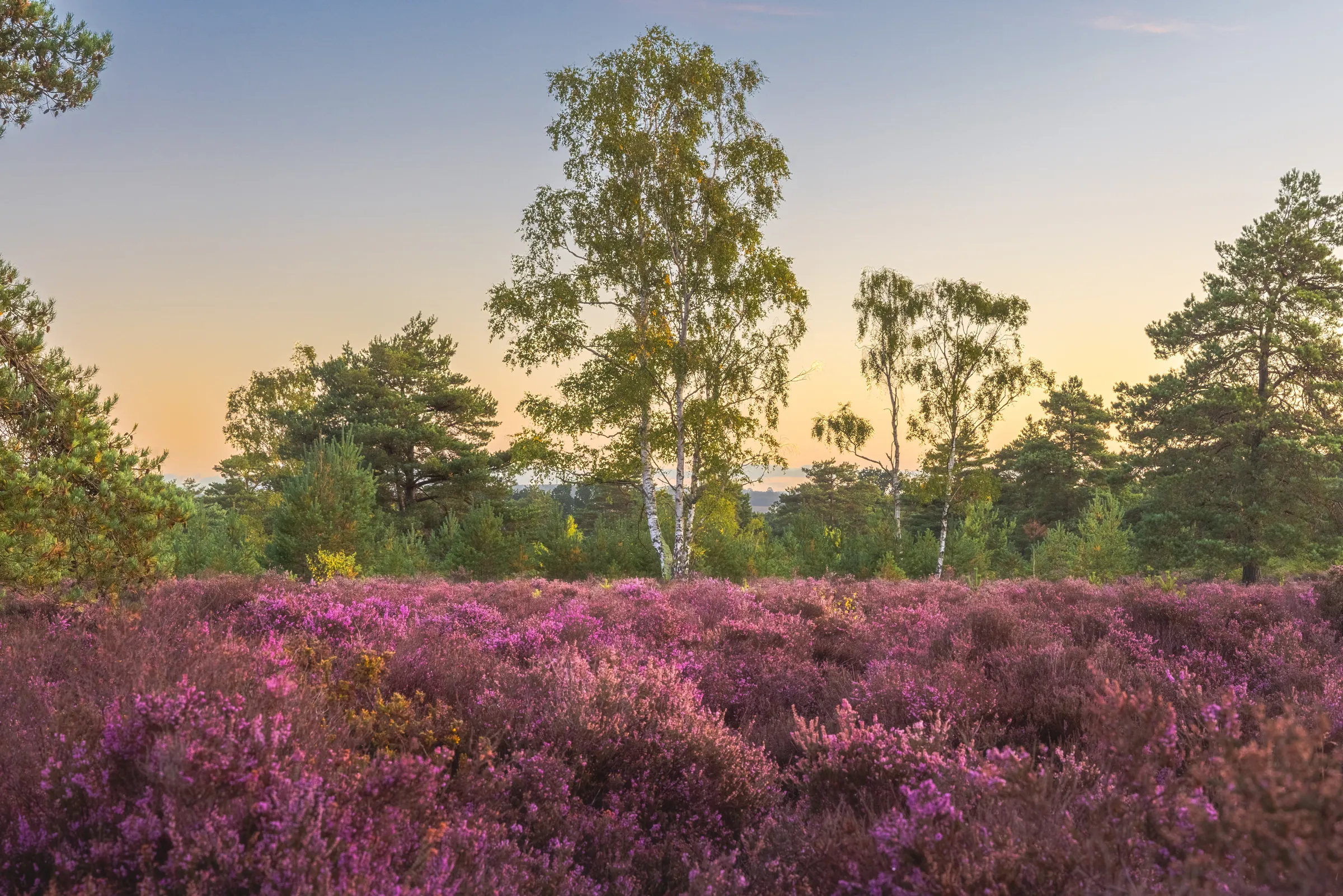 Silver birch trees rising above purple heather at Midhurst under soft evening light with a gentle sky behind.