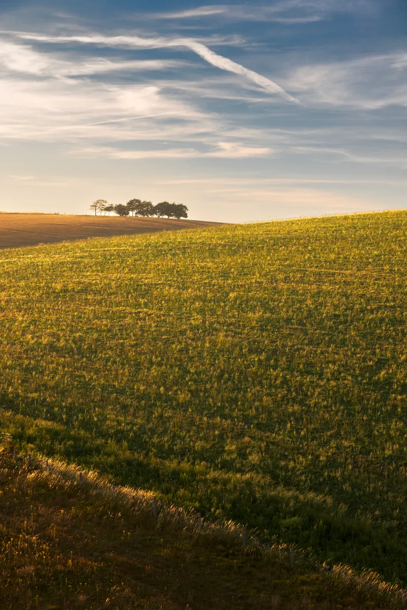 A softly lit hillside in the South Downs with a small line of trees on the horizon beneath a wide sky with streaked clouds.