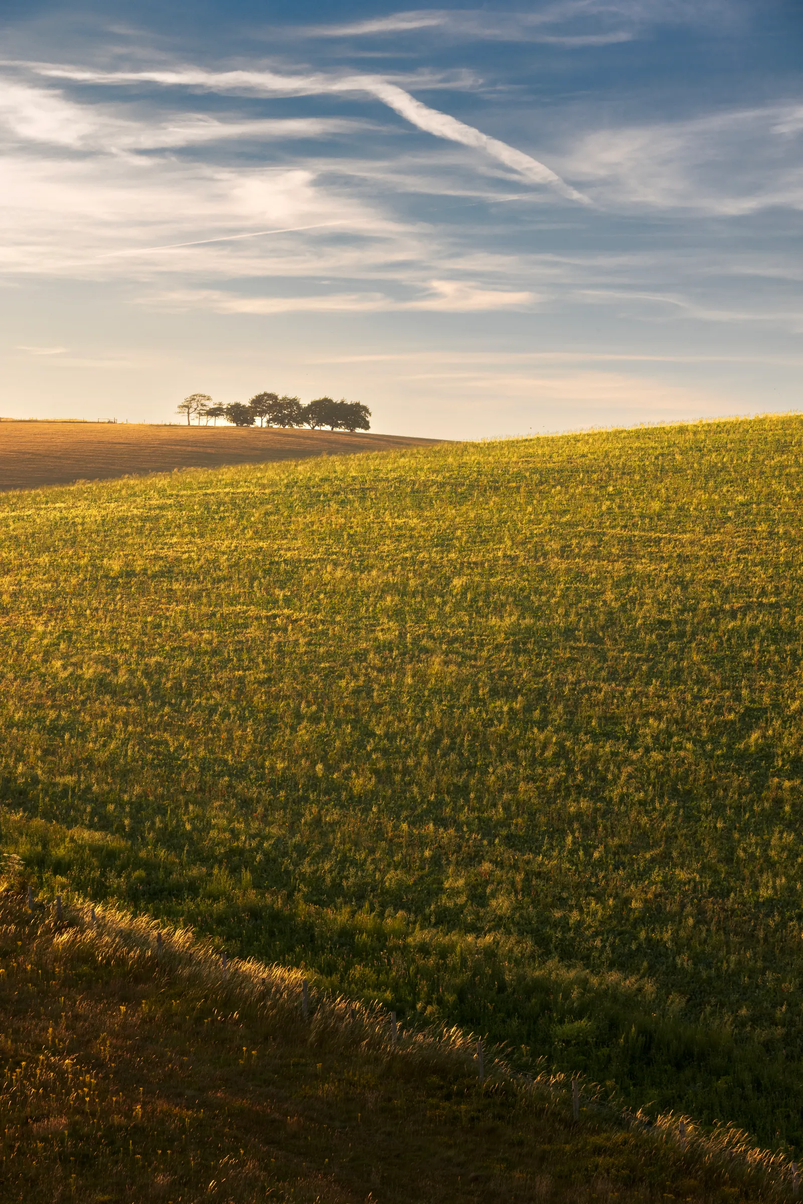 A softly lit hillside in the South Downs with a small line of trees on the horizon beneath a wide sky with streaked clouds.
