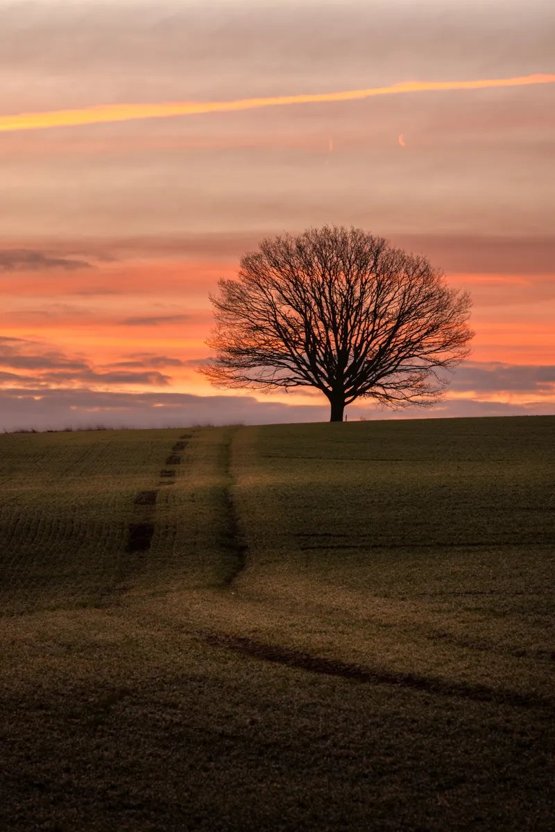 A lone tree stands silhouetted on a ridge at sunset near Barns Green, with warm orange skies and a winding track leading through the foreground field.