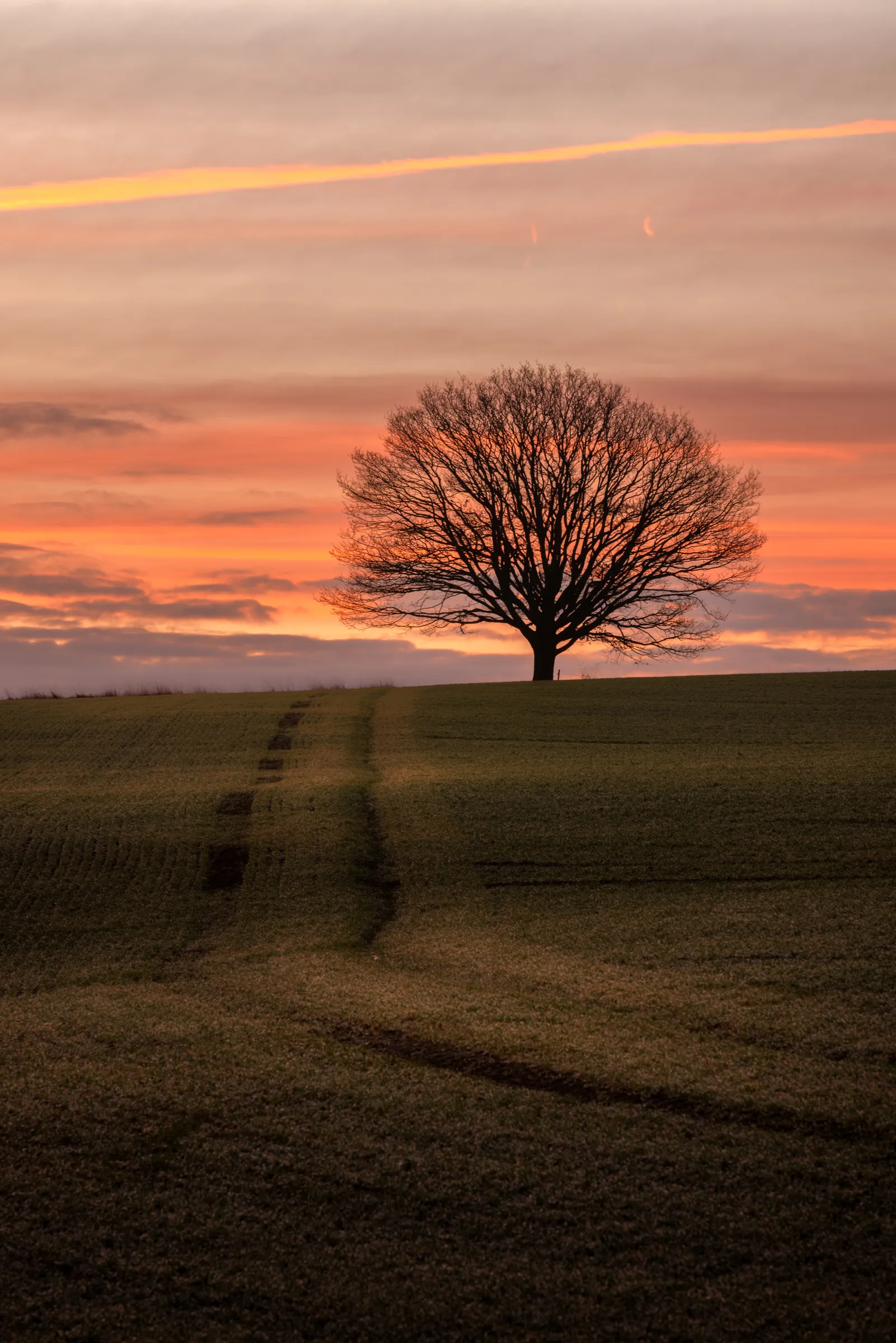 A lone tree stands silhouetted on a ridge at sunset near Barns Green, with warm orange skies and a winding track leading through the foreground field.