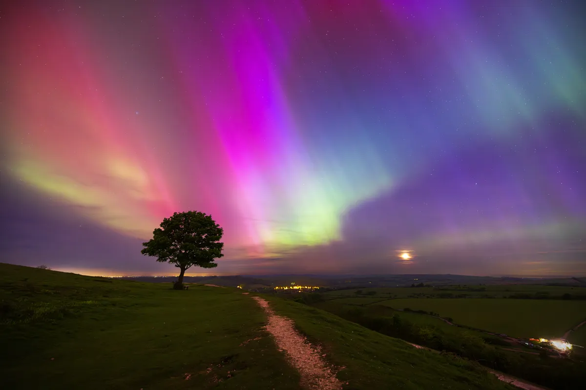 A lone tree at Cissbury Ring beneath a vivid aurora borealis display, with pink, green and purple light spreading across the night sky above the South Downs.