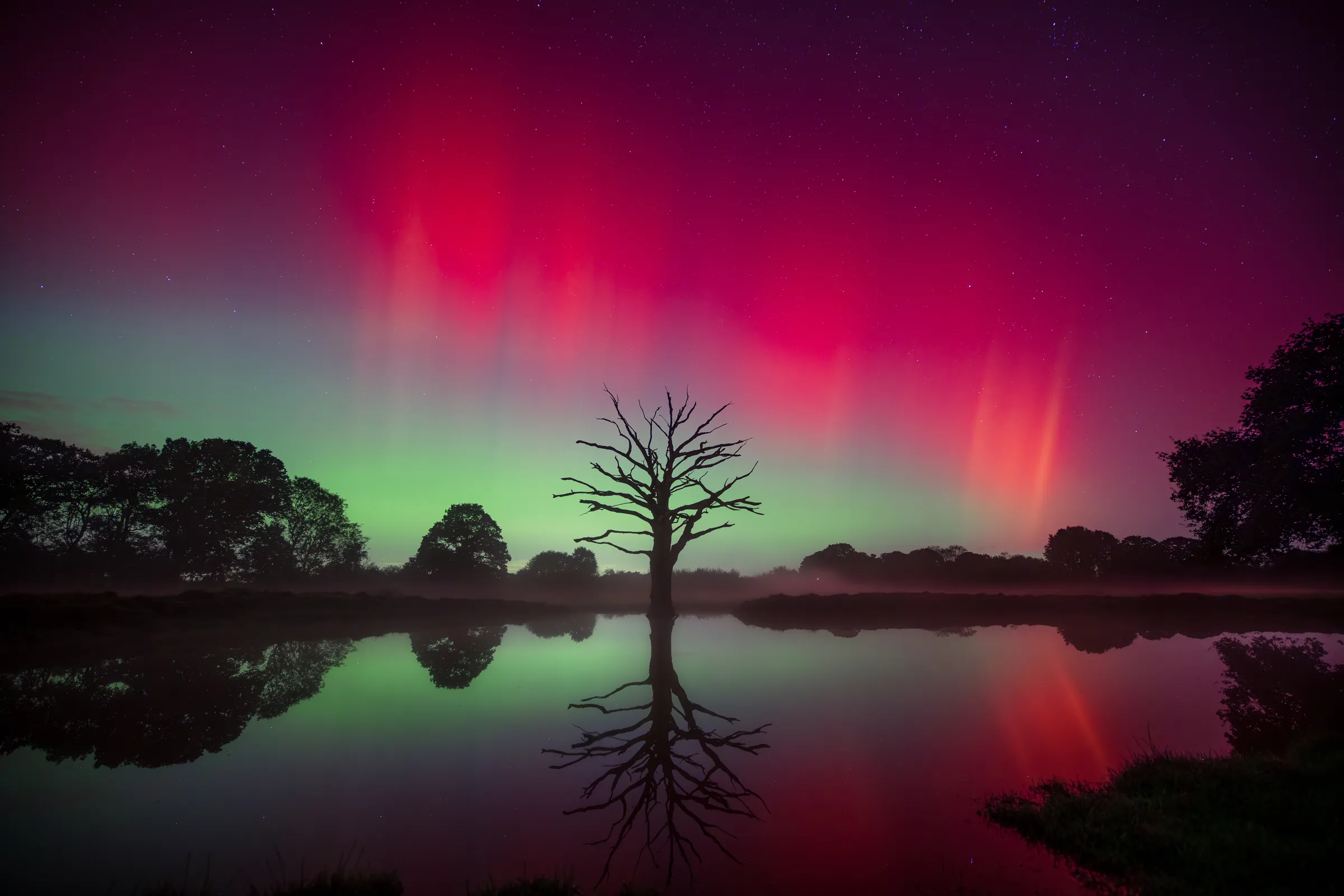 A lone tree reflected in still water beneath a vivid red and green aurora, with mirrored colour stretching across the landscape and sky.