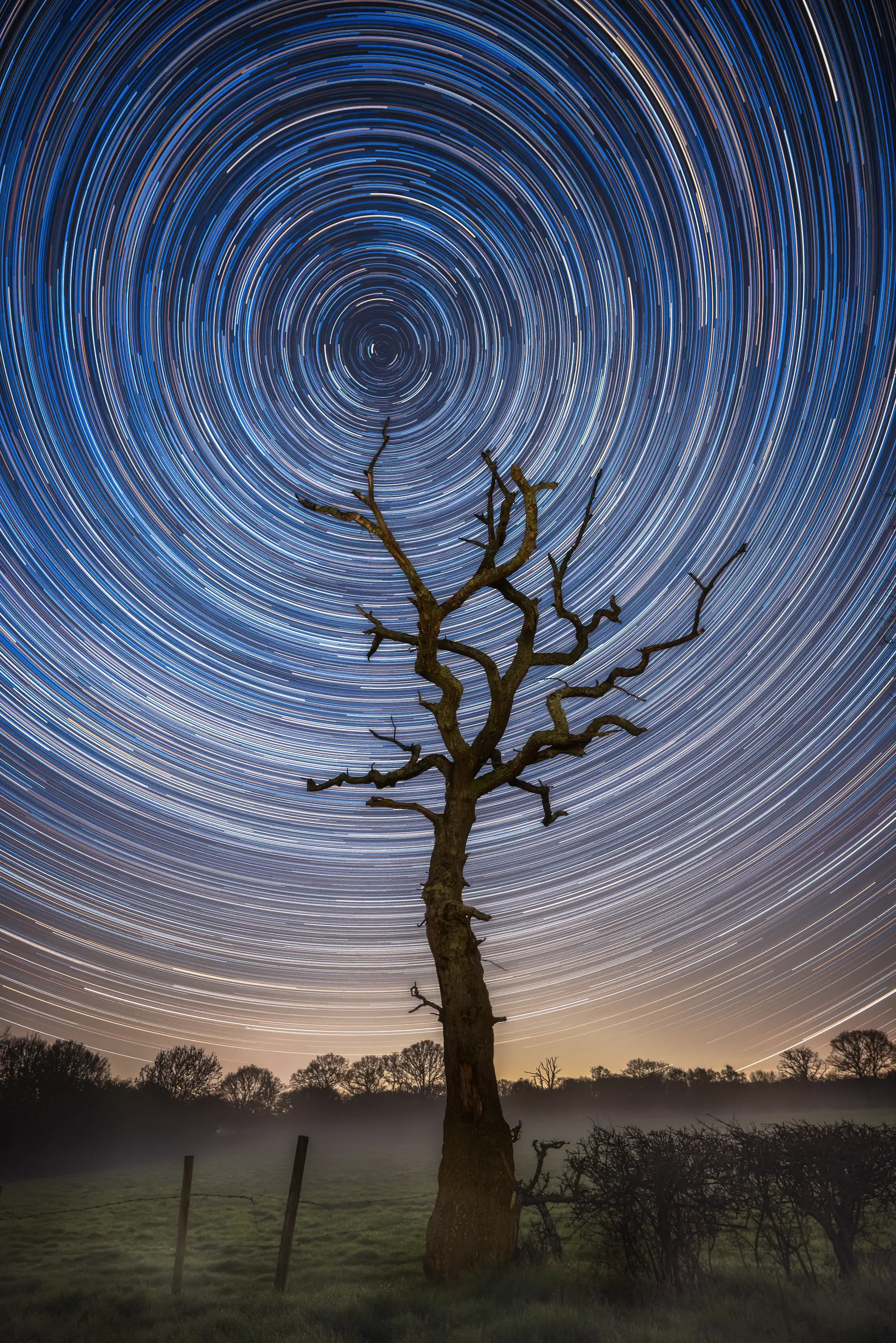 A solitary tree beneath dense circular star trails, with concentric arcs radiating around the celestial pole above the landscape.