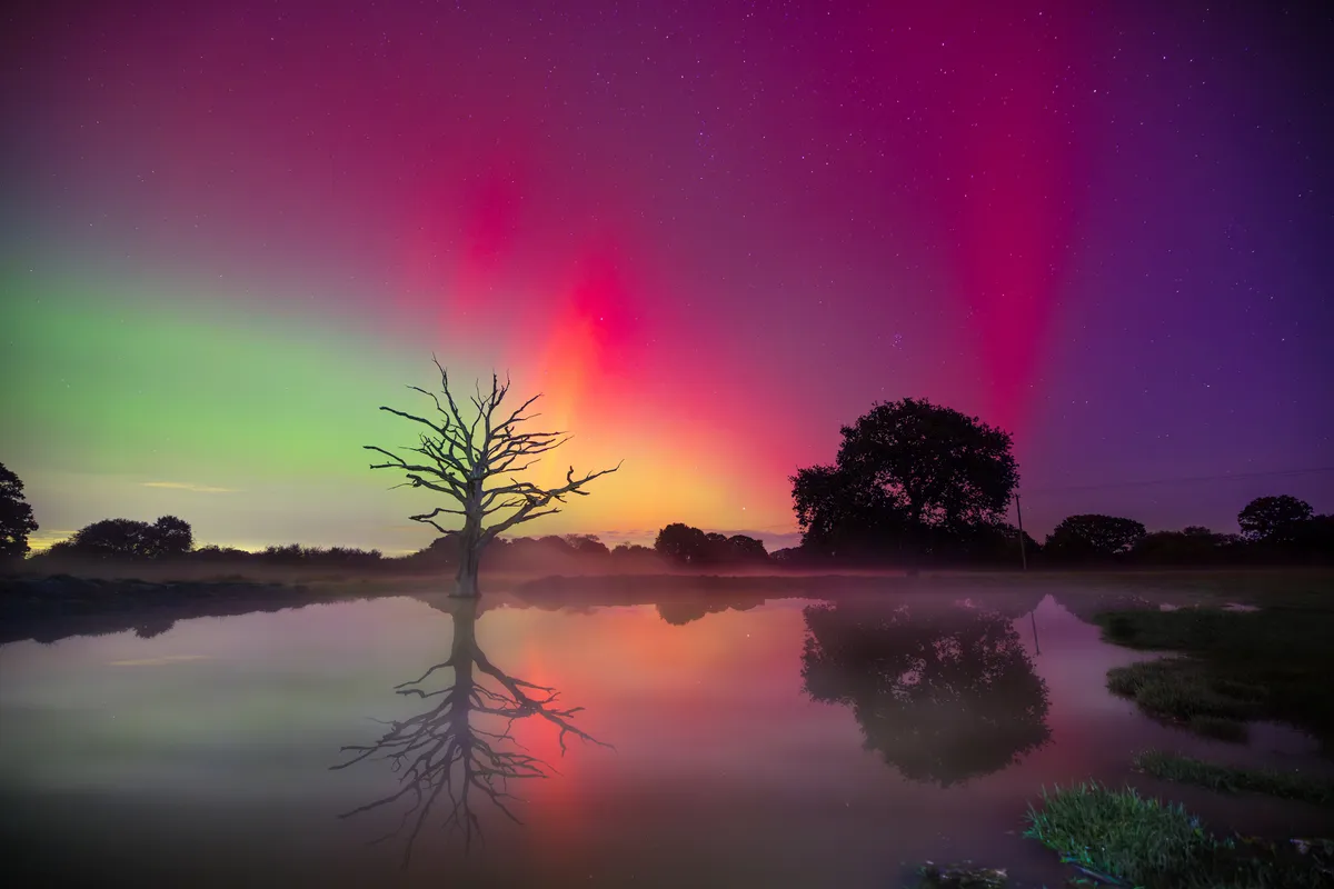 A lone tree reflected in still water beneath a vivid aurora, with bands of red, green and violet light radiating across the night sky.