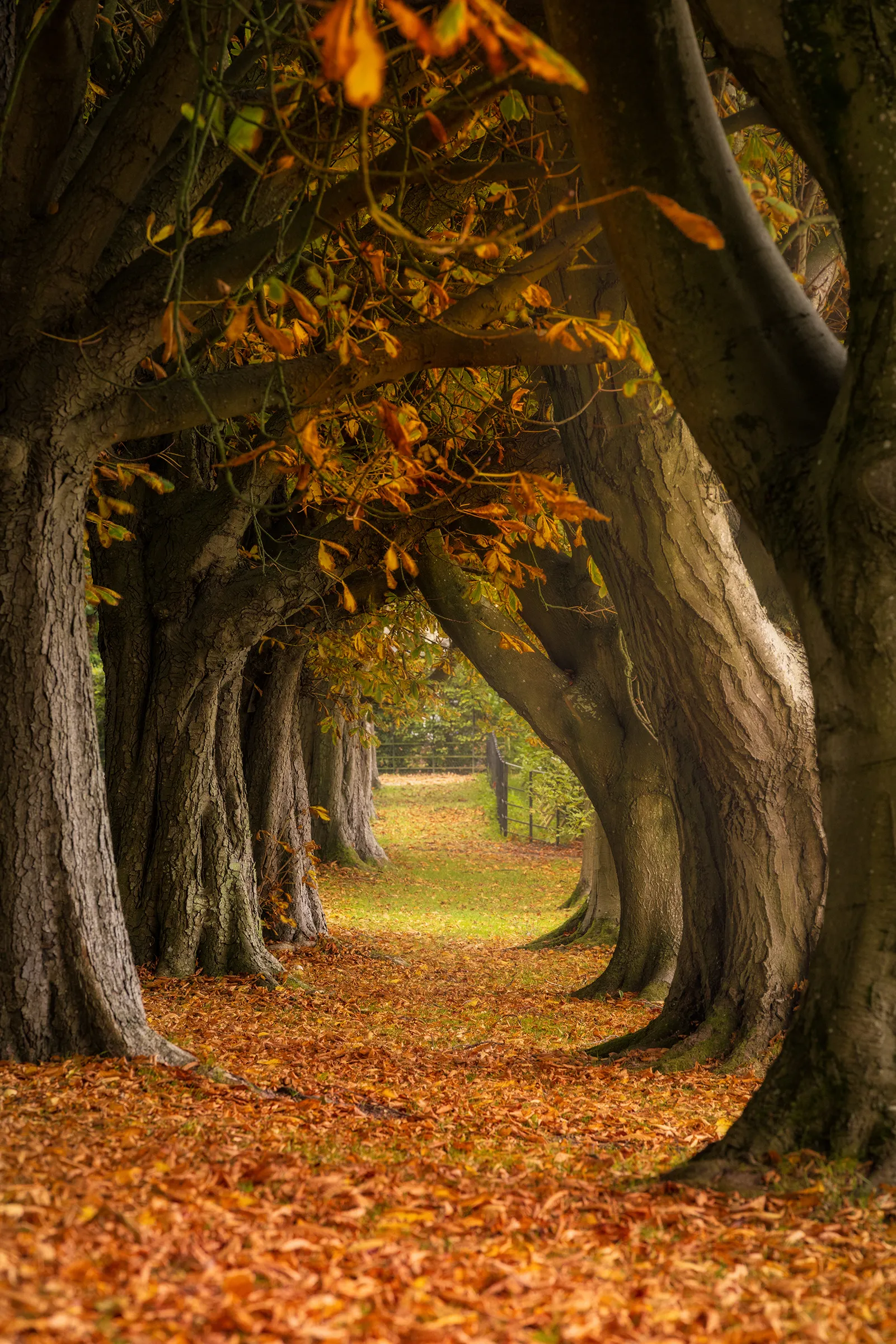 A natural corridor of curved tree trunks forms an archway over a leaf-covered path in autumn, with warm light filtering through in Steyning, West Sussex.
