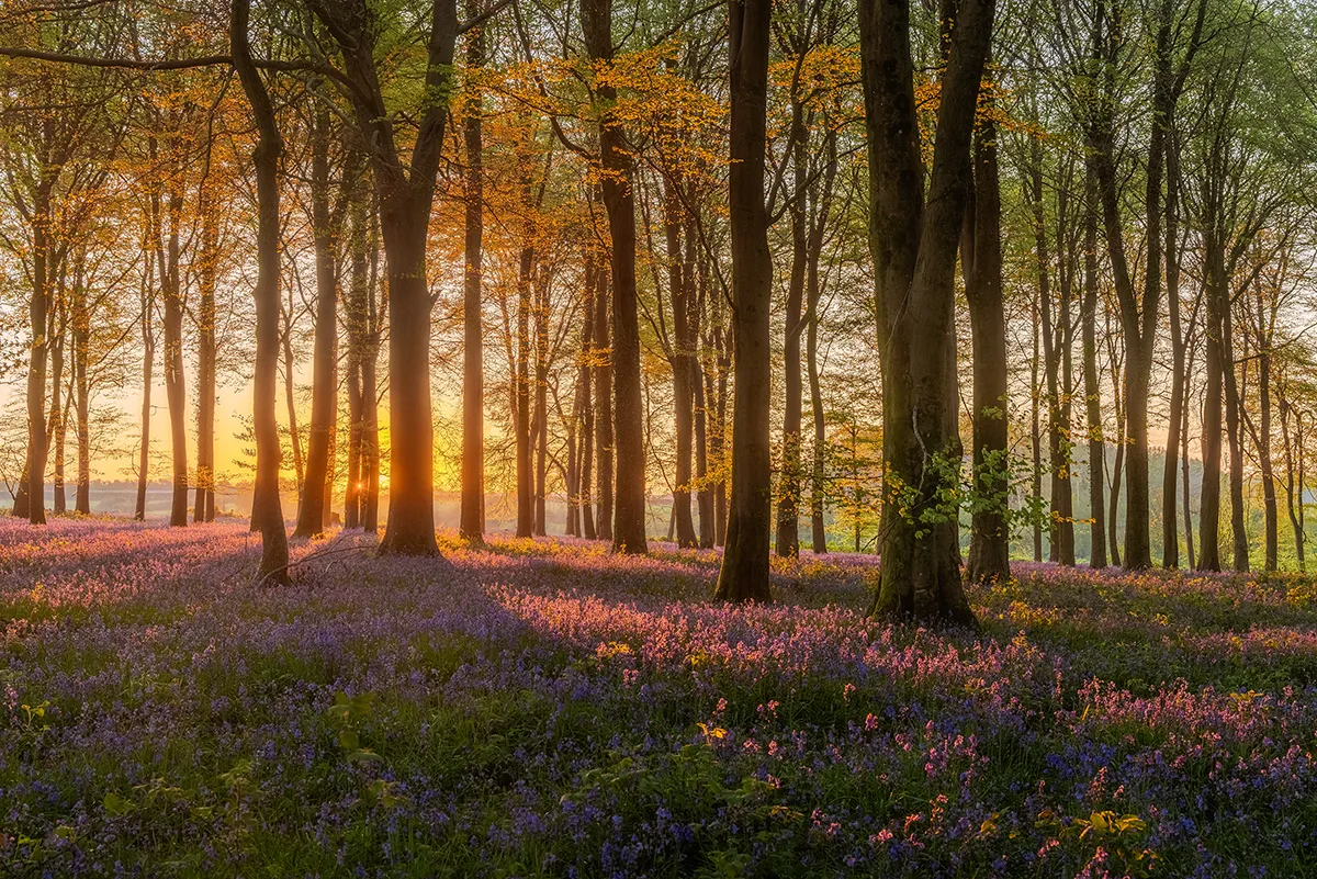 Bluebells and spring woodland at Angmering Park Estate, backlit by warm low sunlight filtering through the trees.