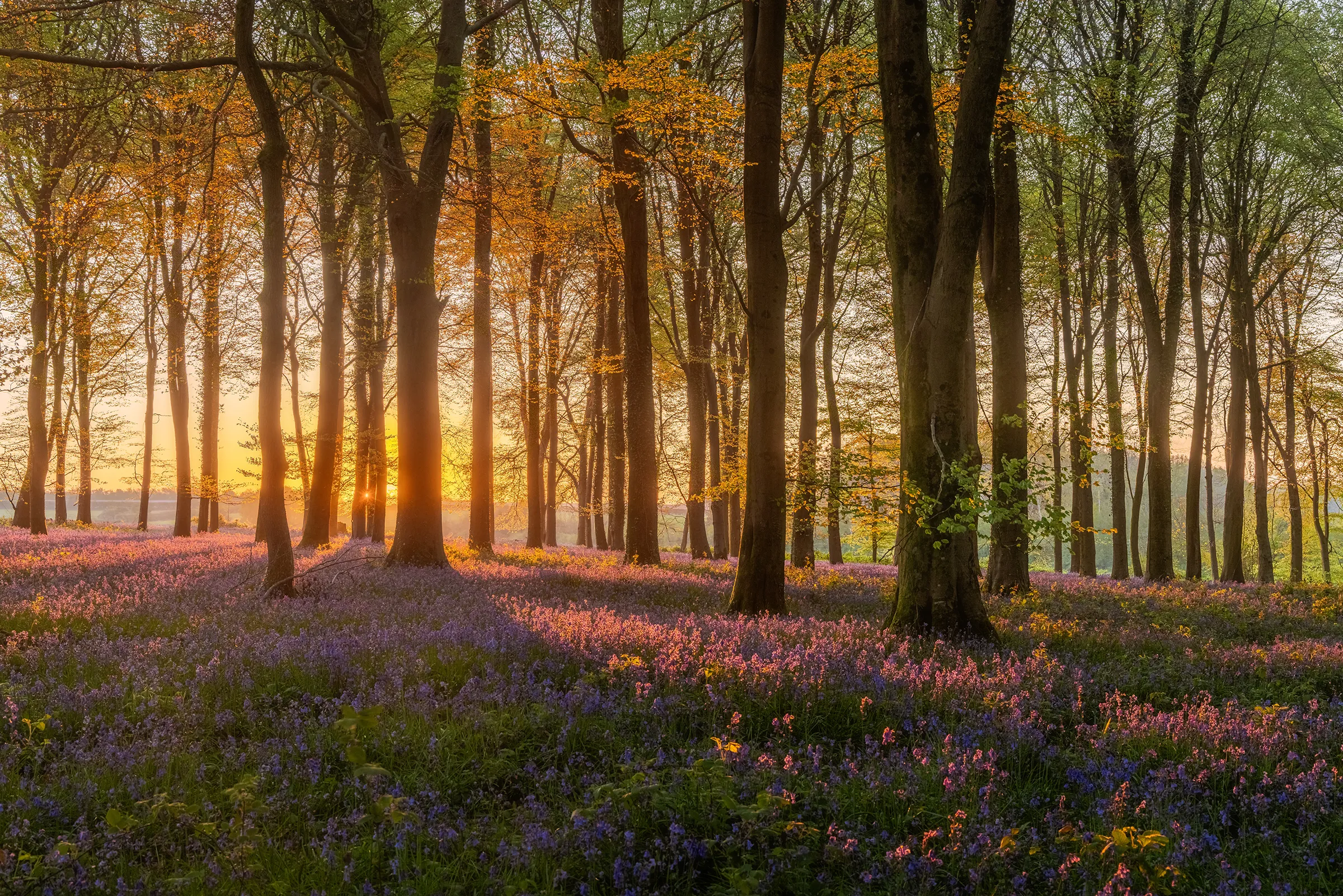 Bluebells and spring woodland at Angmering Park Estate, backlit by warm low sunlight filtering through the trees.