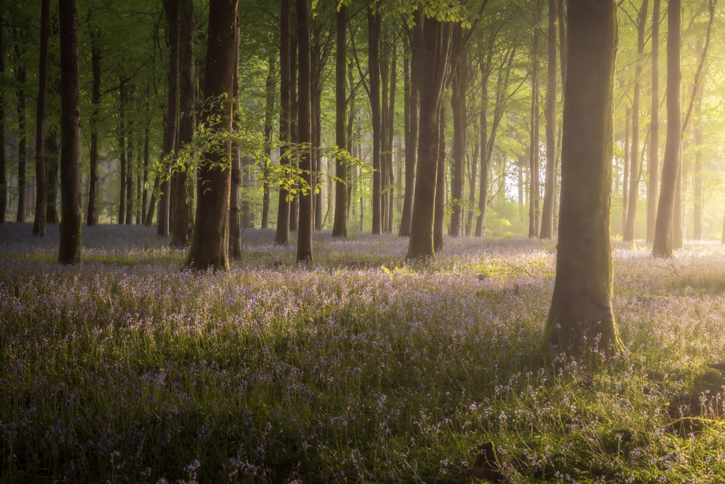 Sunlight streams through a woodland in Ashmore Wood, Dorset, illuminating a carpet of bluebells with soft, warm light between tall trees.