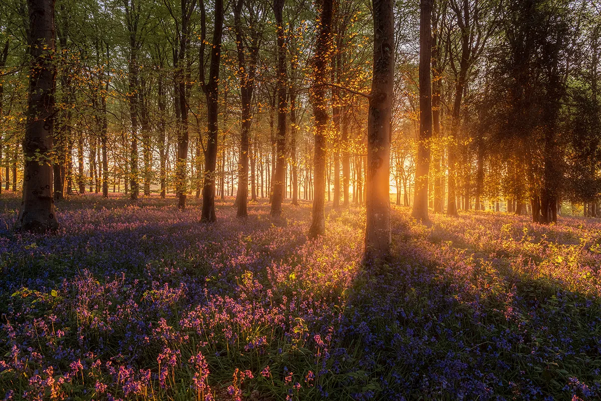 Warm spring sunlight diffusing through trees and bluebells at Angmering Park Estate in West Sussex.