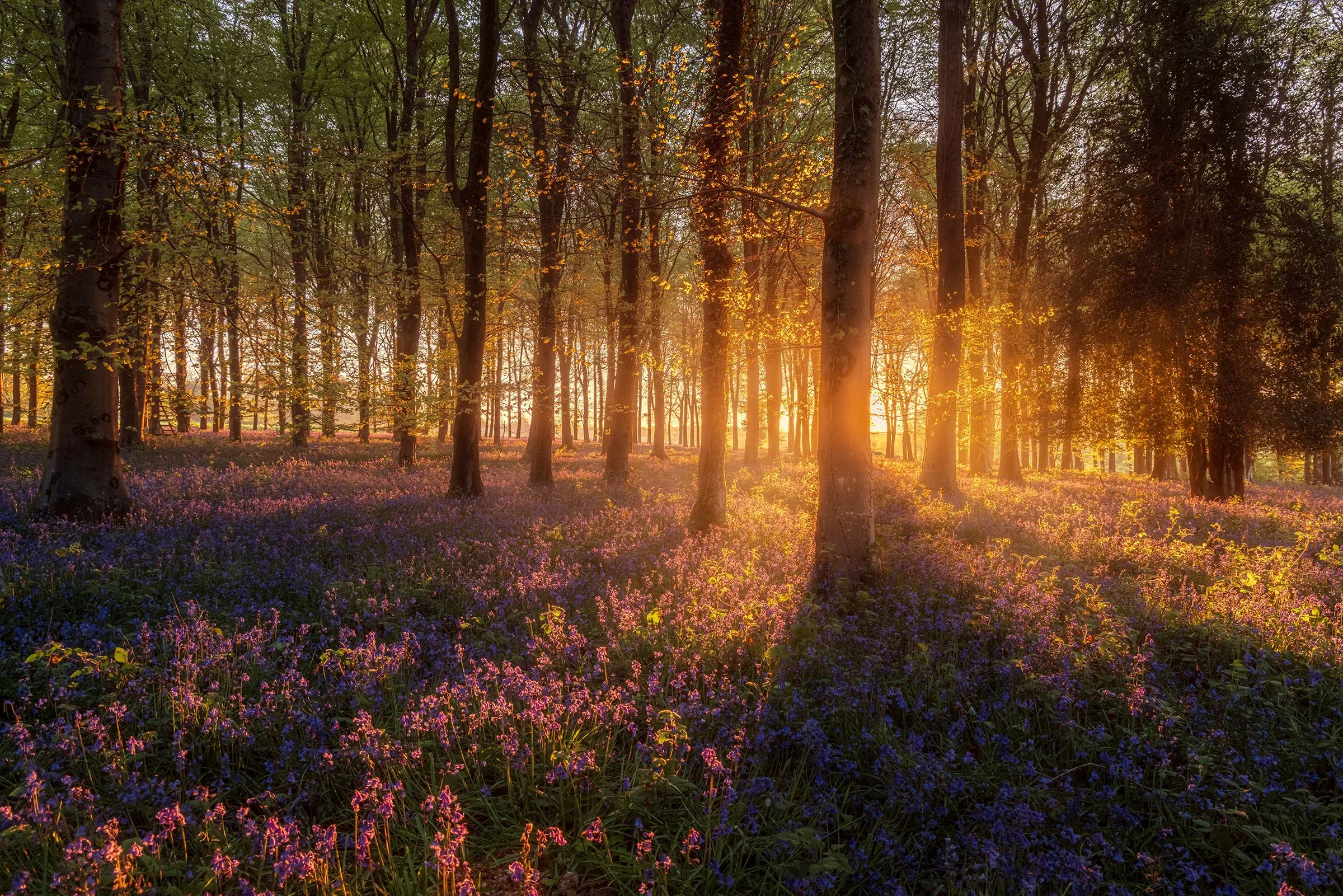 Warm spring sunlight diffusing through trees and bluebells at Angmering Park Estate in West Sussex.