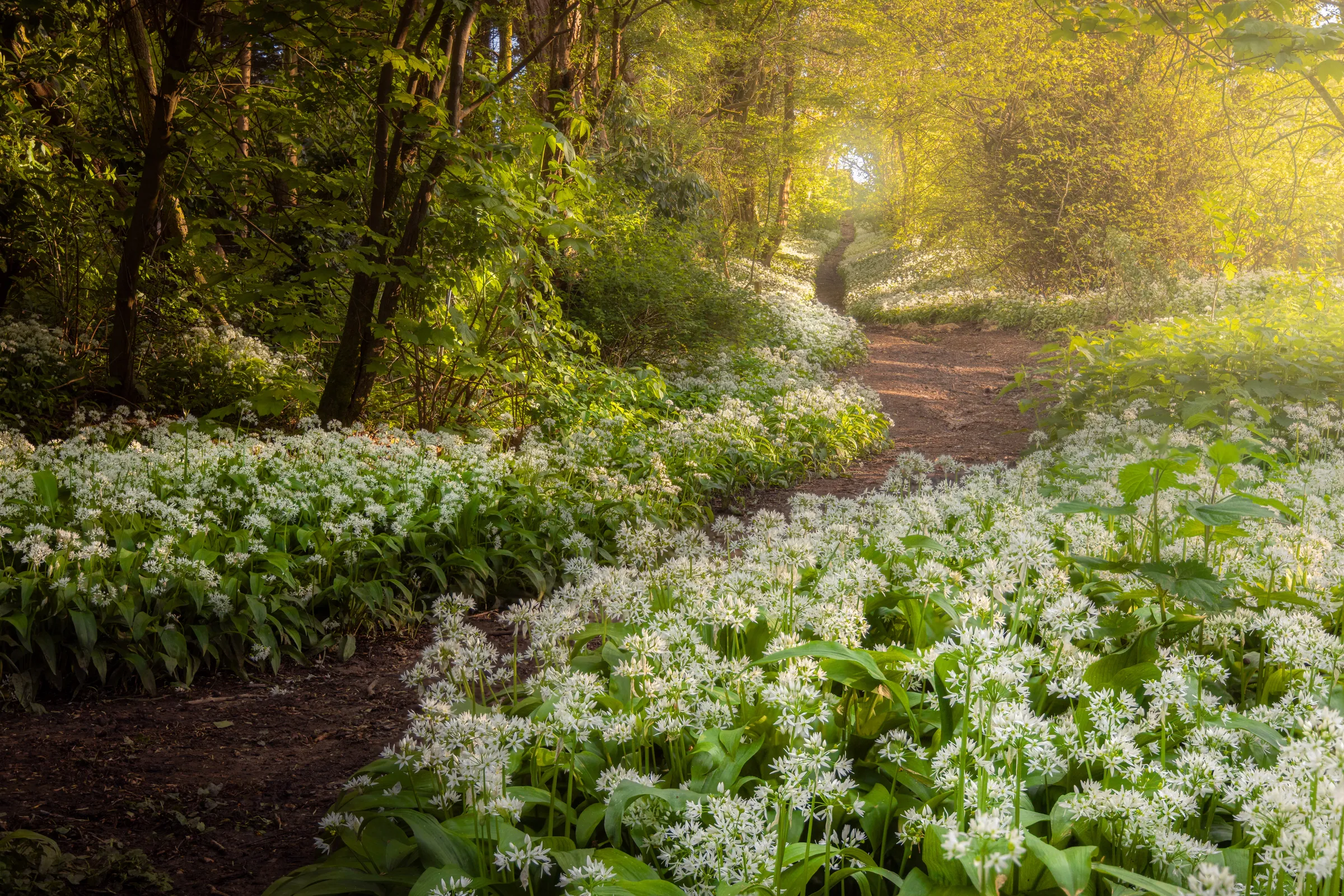 A winding woodland path bordered by wild garlic in Washington, West Sussex, with soft sunlight filtering through fresh spring foliage.