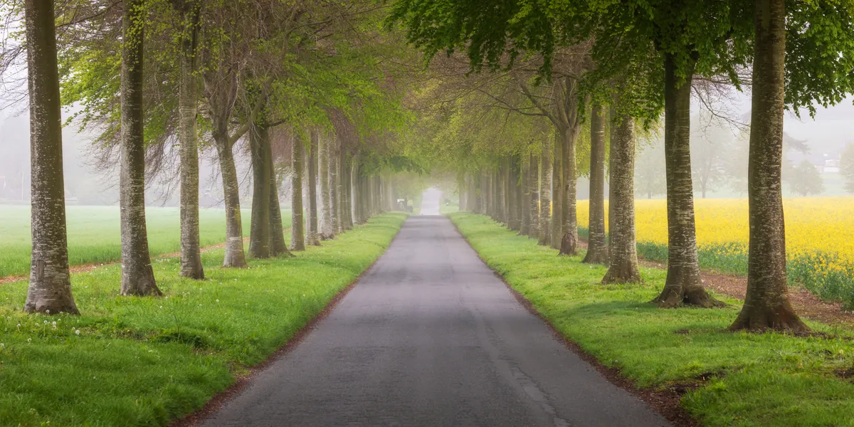 A tree-lined road at Moor Crichel in Dorset, framed by fresh green leaves and soft mist, with fields stretching out on either side.