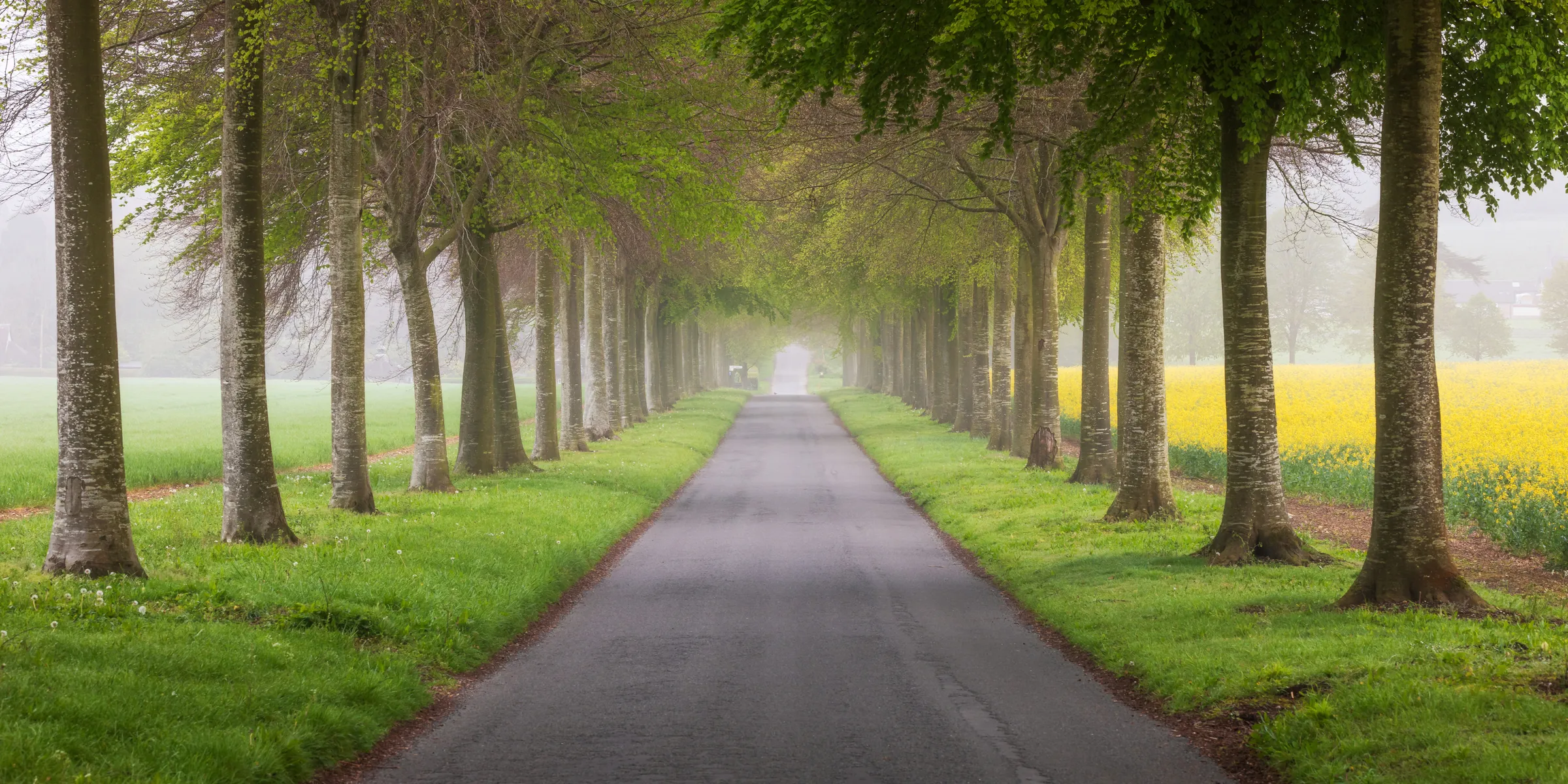 A tree-lined road at Moor Crichel in Dorset, framed by fresh green leaves and soft mist, with fields stretching out on either side.