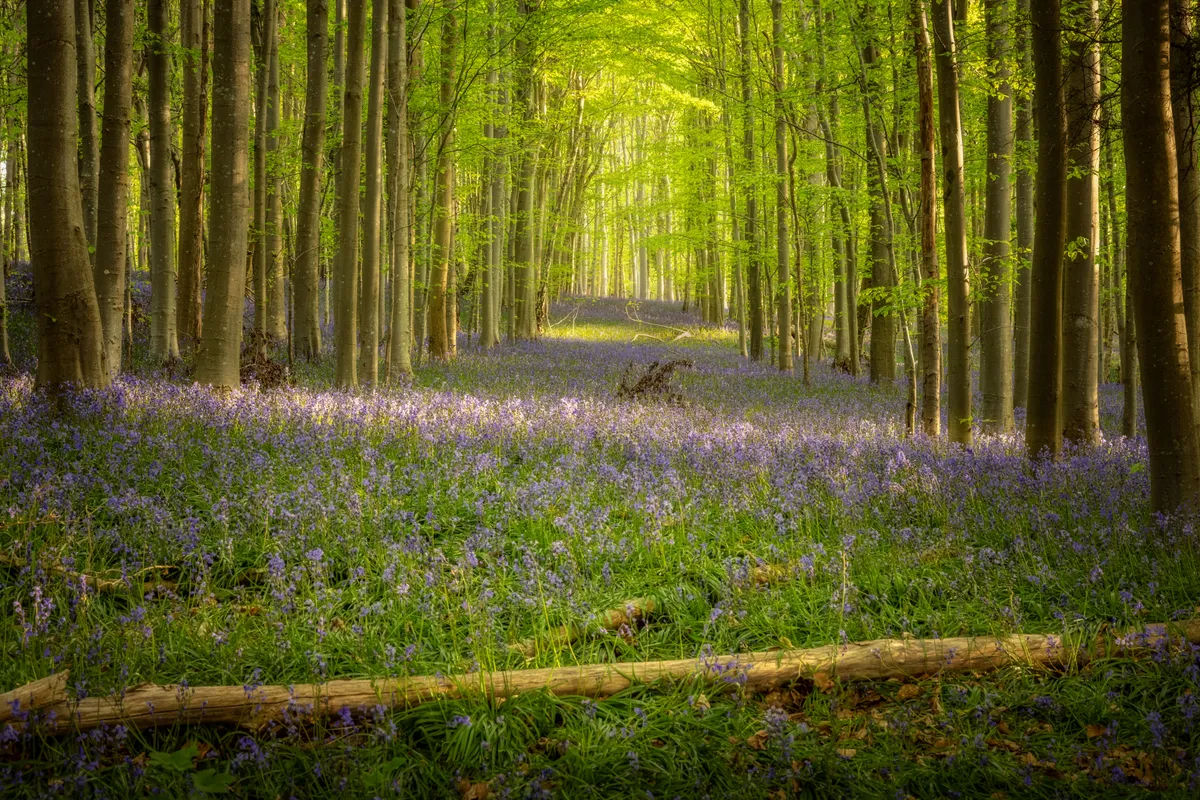 A bright spring woodland in Eartham Woods filled with bluebells, with soft green light filtering through tall trees and creating a calm, immersive scene.