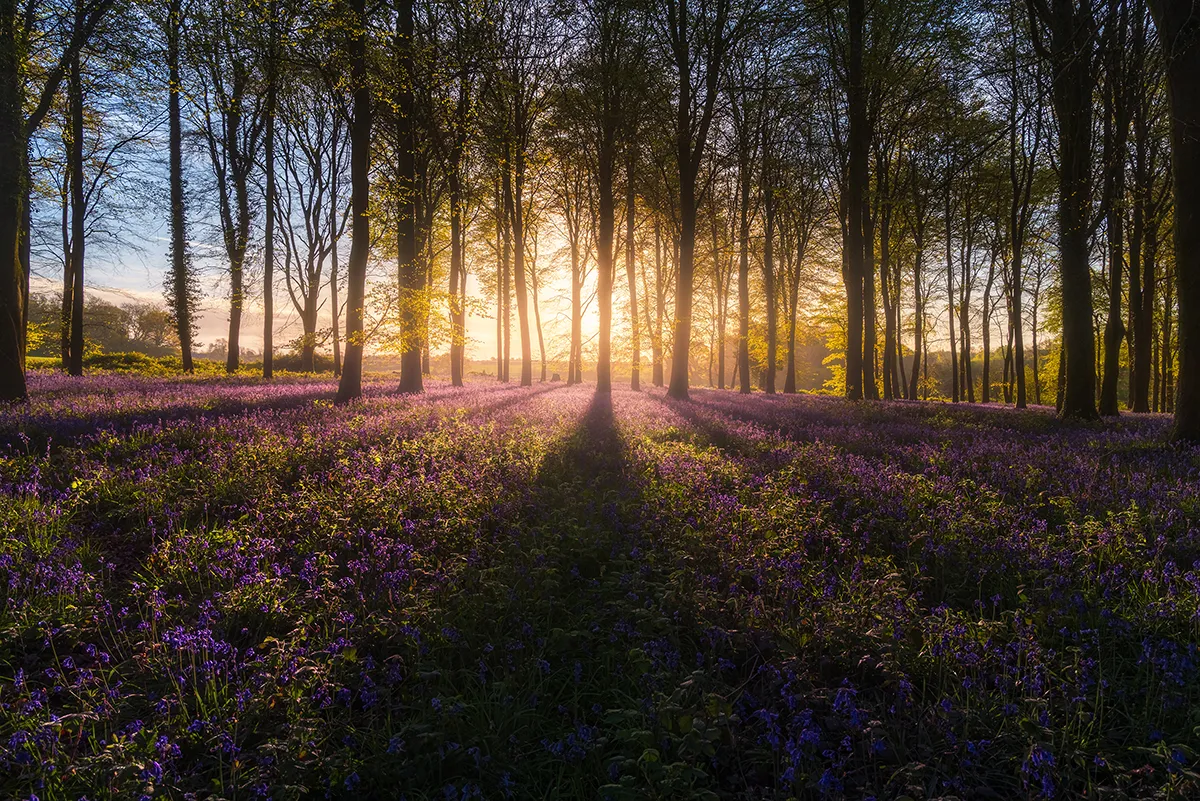Bluebells carpeting the woodland floor at Angmering Park Estate, with warm spring sunlight casting long tree shadows through the forest.