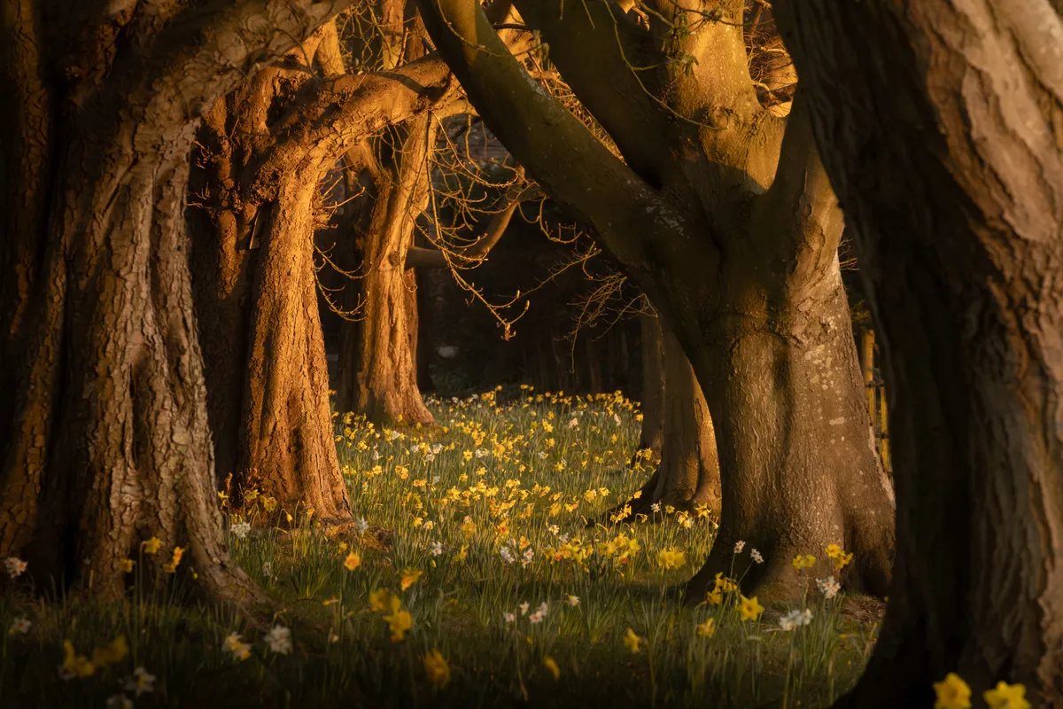 Warm sunlight filters through trees in Steyning, illuminating a woodland floor filled with yellow daffodils and casting soft shadows between the trunks.