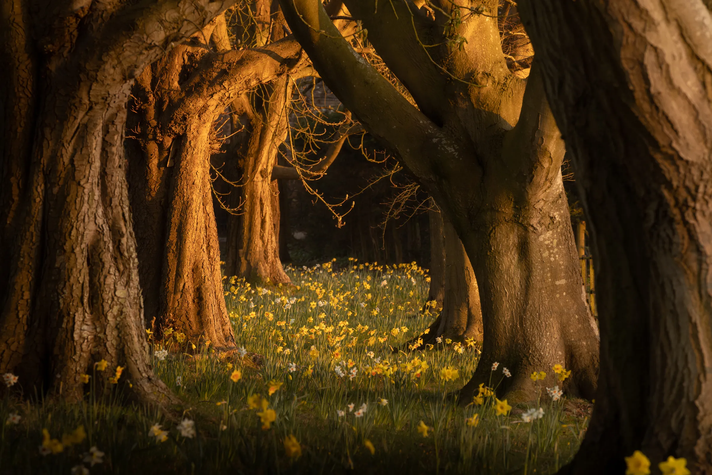 Warm sunlight filters through trees in Steyning, illuminating a woodland floor filled with yellow daffodils and casting soft shadows between the trunks.