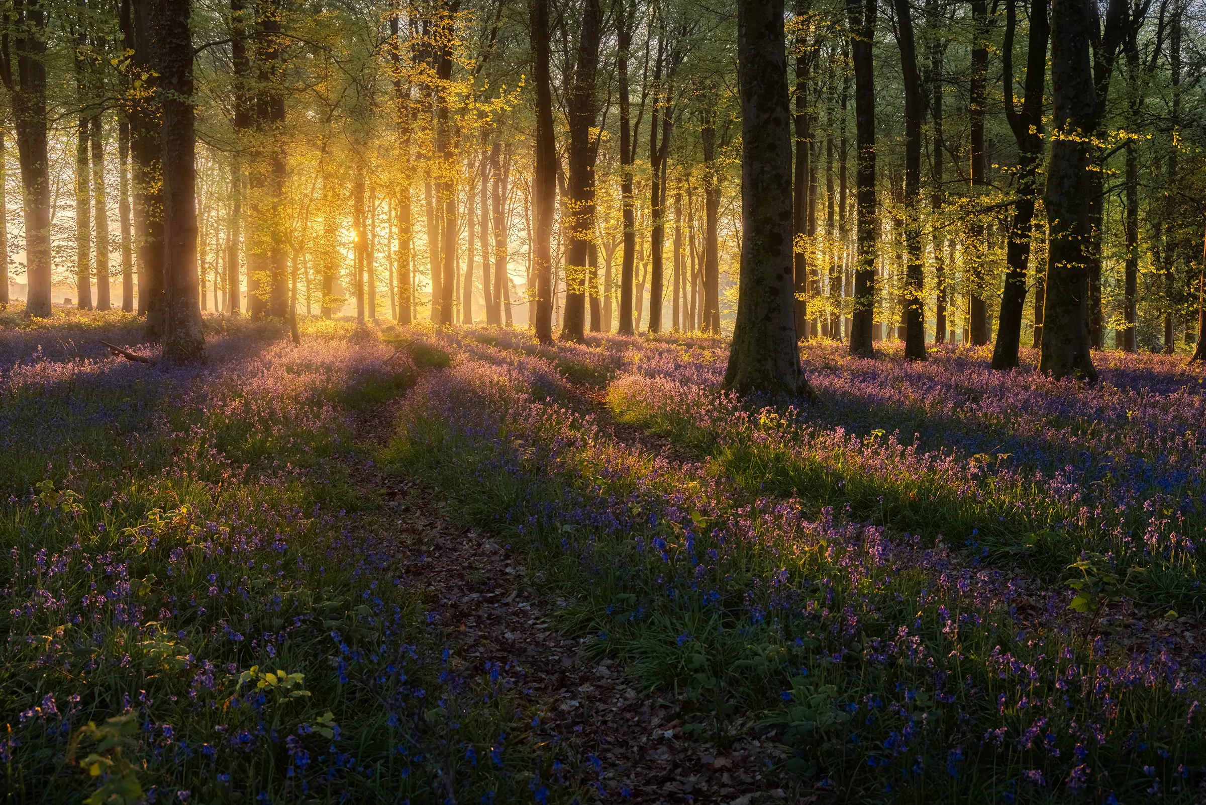 A narrow woodland path leading through bluebells at Angmering Park Estate, with warm spring sunlight glowing between the trees.