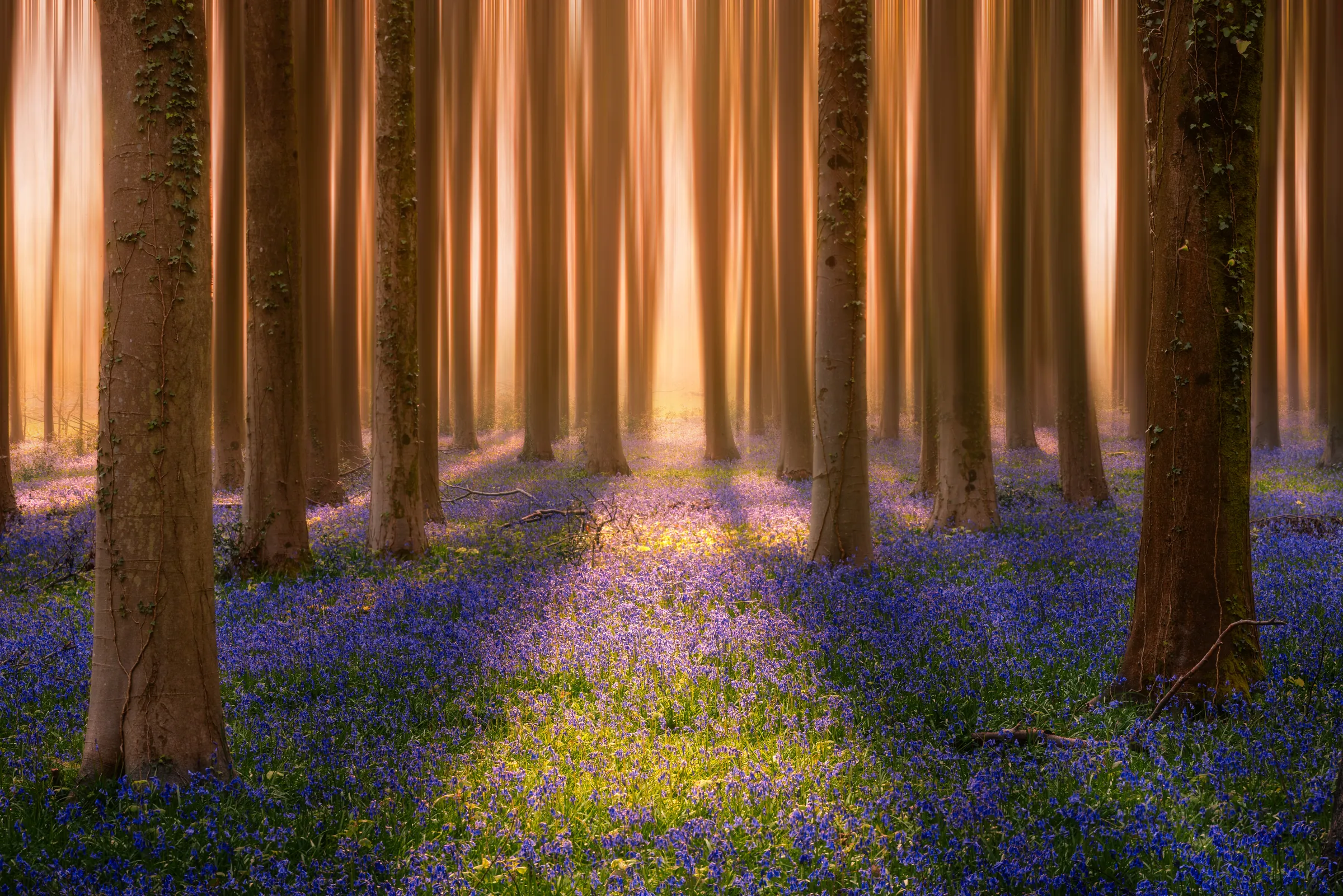 Sunlight streams through a woodland filled with bluebells in Angmering Park Estate, creating a glowing path of light between tall tree trunks.