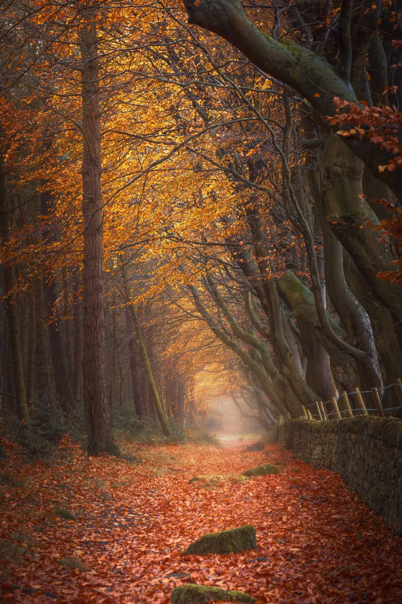 A winding woodland path in the Peak District covered in autumn leaves, with glowing orange canopy overhead and soft mist fading into the distance.