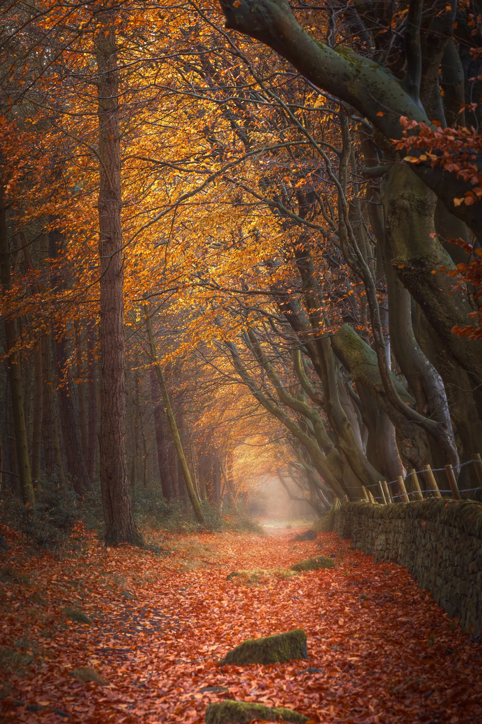 A winding woodland path in the Peak District covered in autumn leaves, with glowing orange canopy overhead and soft mist fading into the distance.