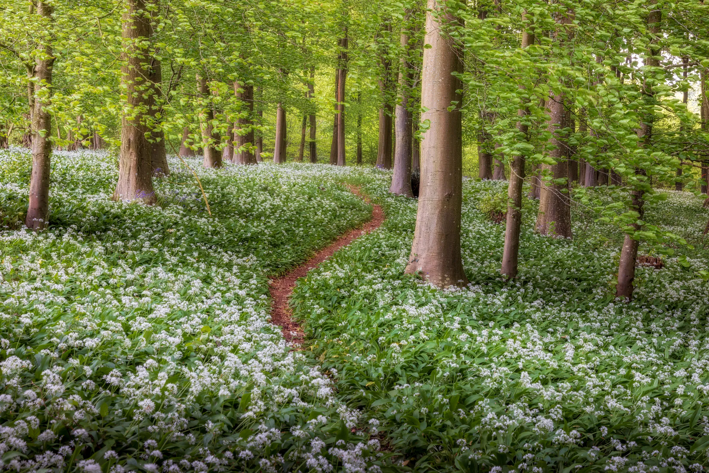A winding path through a woodland carpeted with wild garlic in Stoughton, West Sussex, with fresh green foliage and soft spring light.
