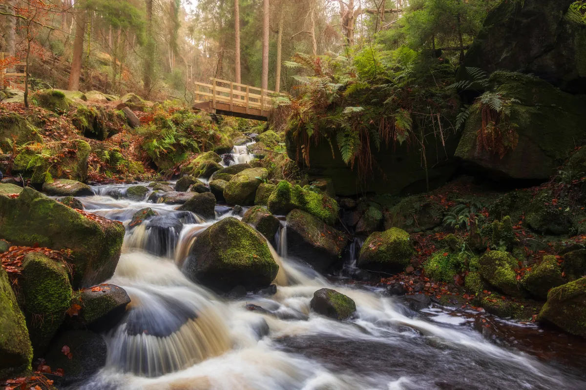 Wyming Brook cascading over moss-covered rocks beneath a wooden footbridge, with autumn tones and soft woodland light in South Yorkshire.