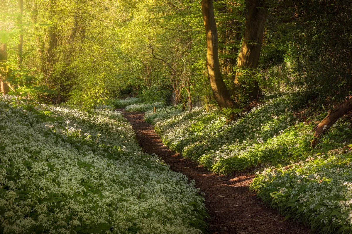 A winding woodland path through flowering wild garlic in Washington, West Sussex