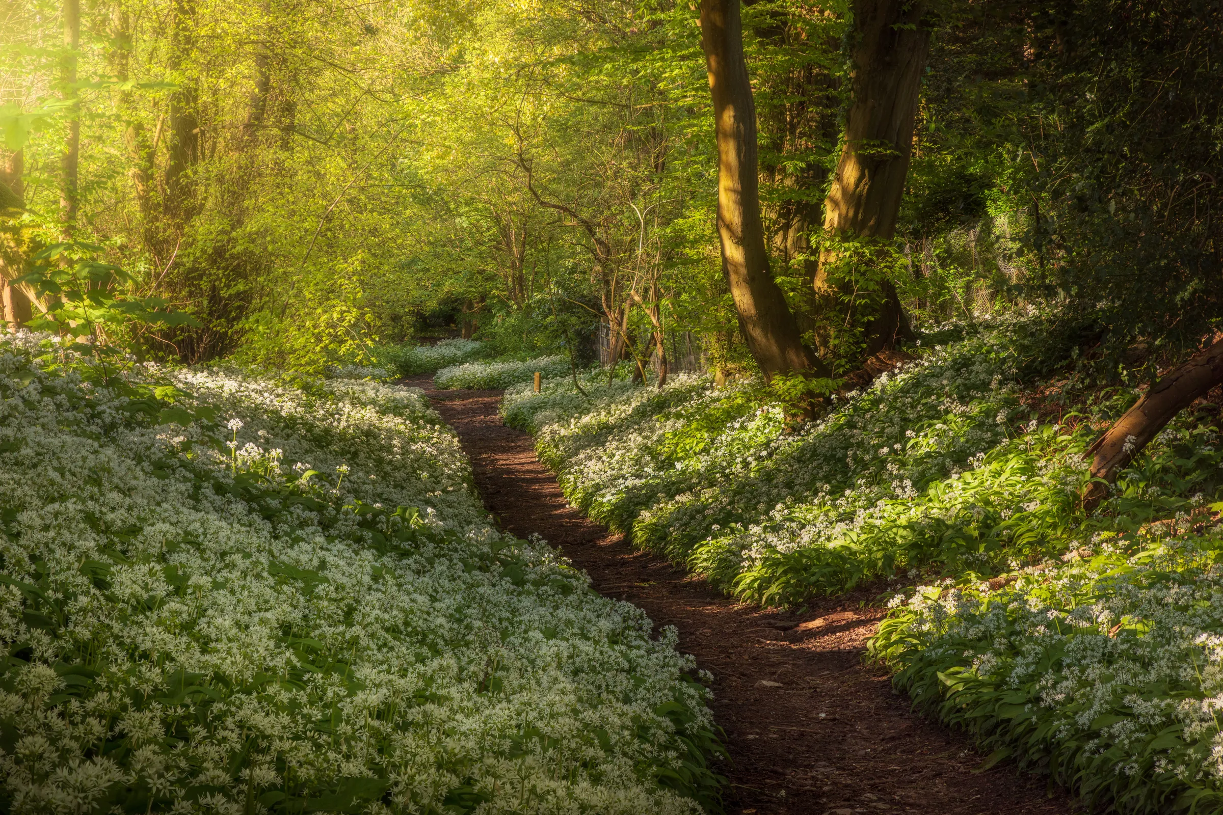 A winding woodland path through flowering wild garlic in Washington, West Sussex