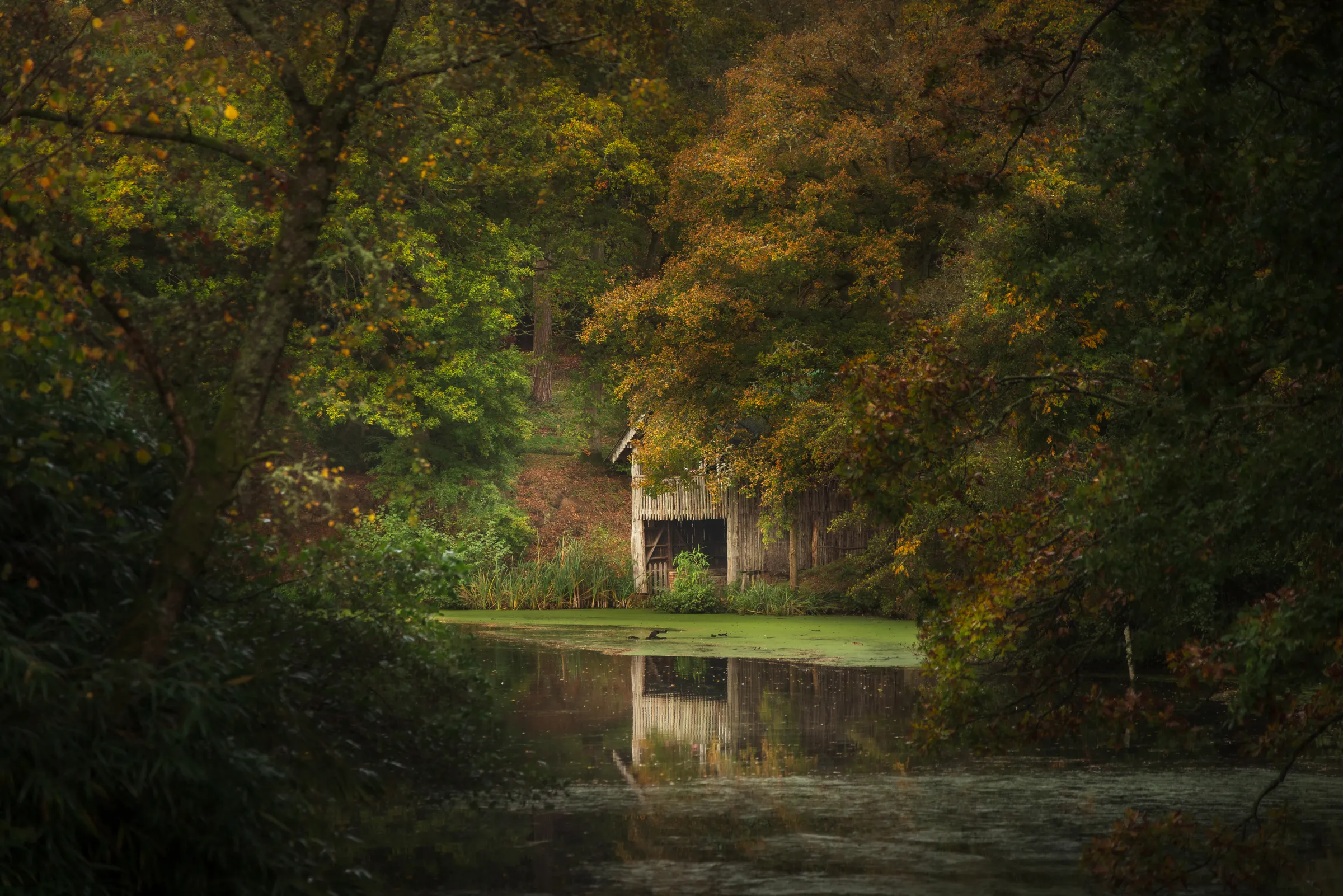 A secluded wooden boathouse partially hidden among autumn trees beside a still pond in Godalming, Surrey