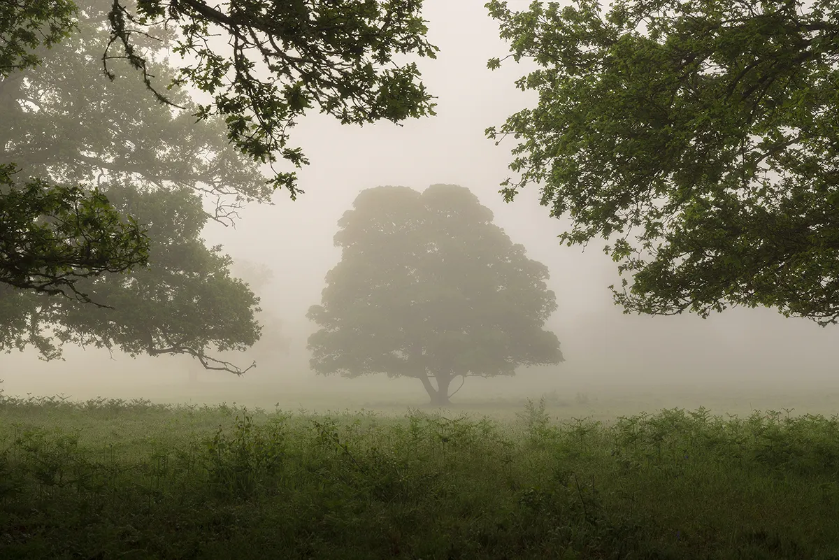 A lone tree emerging through morning mist at Lord's Piece near Pulborough in West Sussex