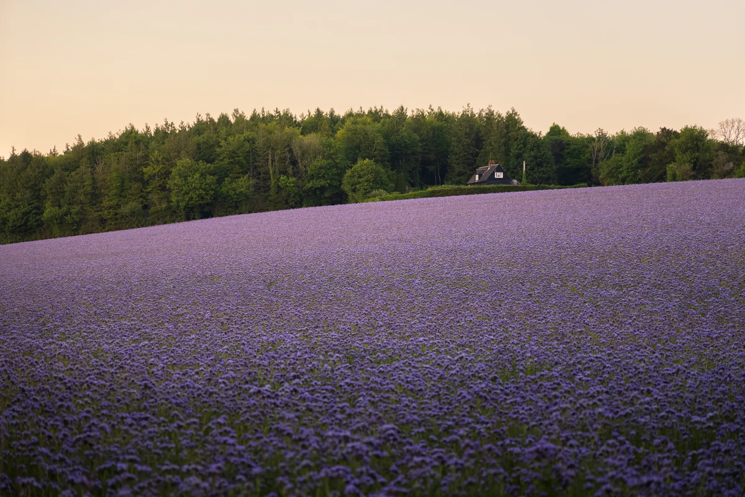 A vast purple phacelia field leading to a lone house backed by woodland in Madehurst, West Sussex