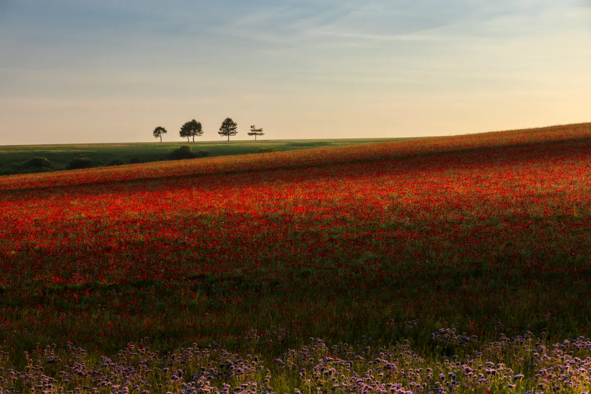 A sweeping field of red poppies beneath a soft sky with a line of distant trees on the horizon in Woodingdean, East Sussex