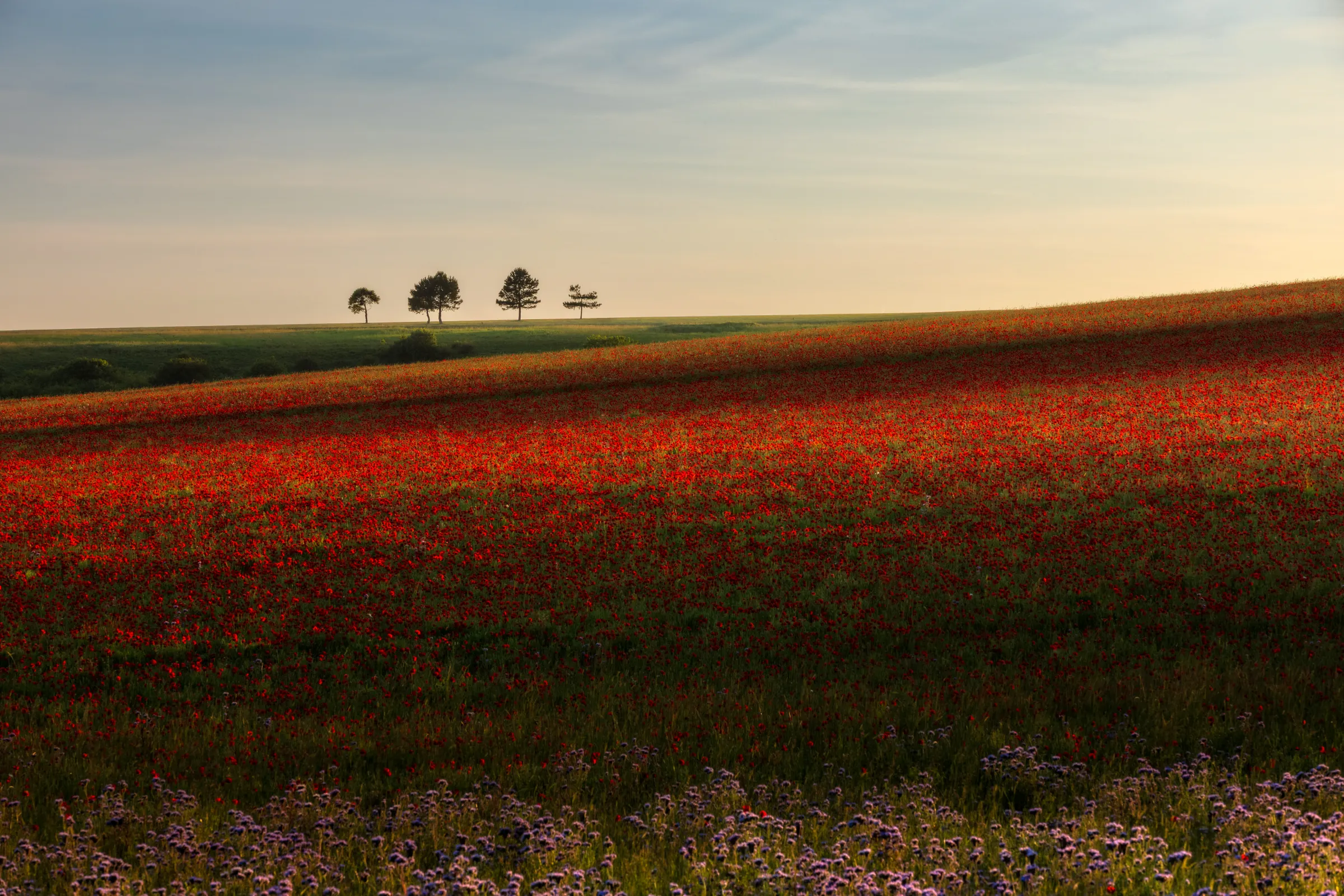 A sweeping field of red poppies beneath a soft sky with a line of distant trees on the horizon in Woodingdean, East Sussex