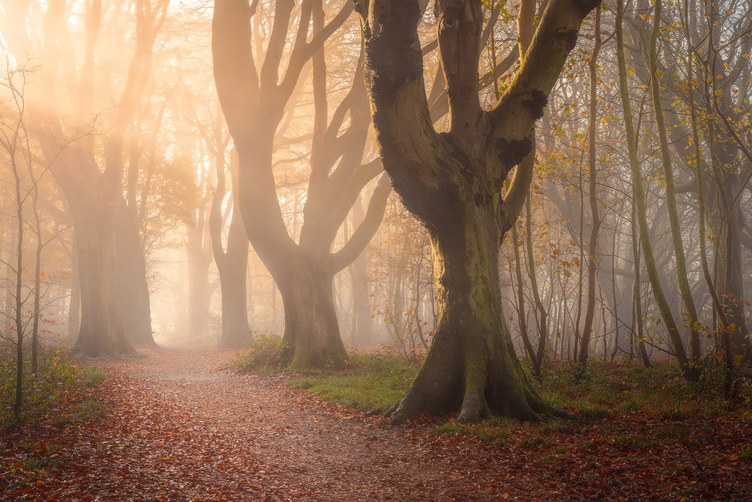 Sunlight filtering through mist among the trees along a woodland path in Stanmer Park
