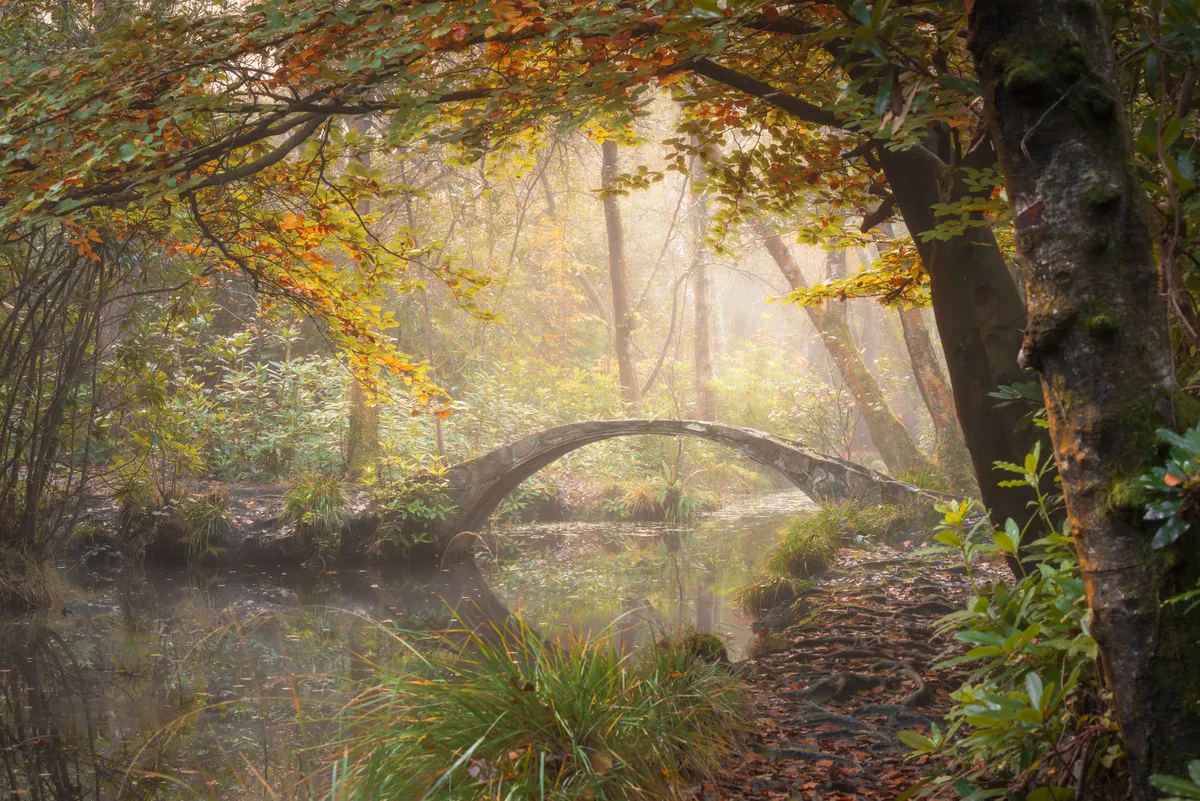 A small moon bridge in a softly lit woodland scene with autumn leaves and still water
