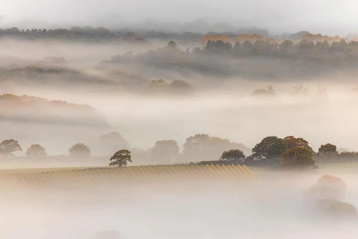 Rows of vineyard vines emerging through layers of mist at Devil's Dyke, West Sussex