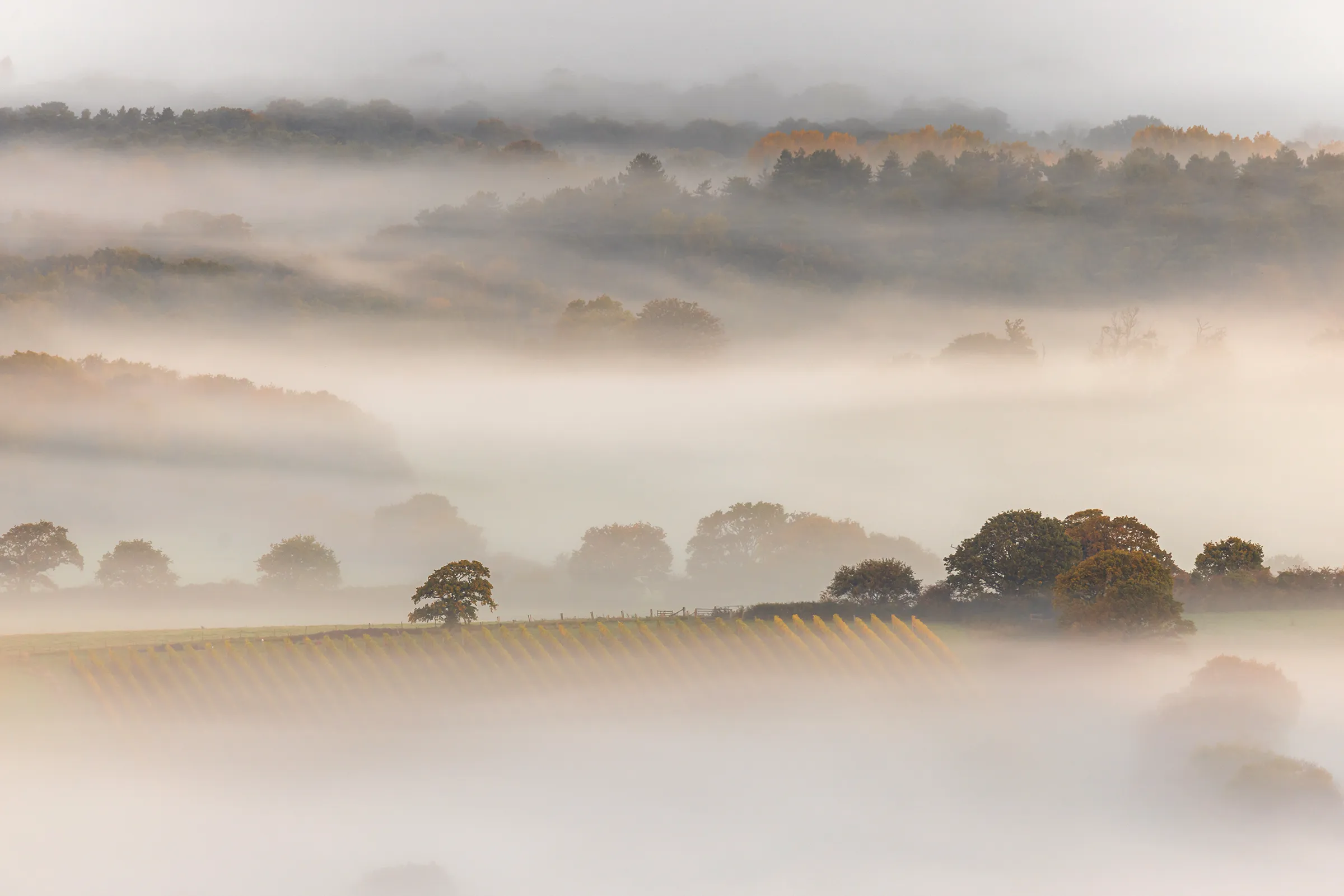 Rows of vineyard vines emerging through layers of mist at Devil's Dyke, West Sussex