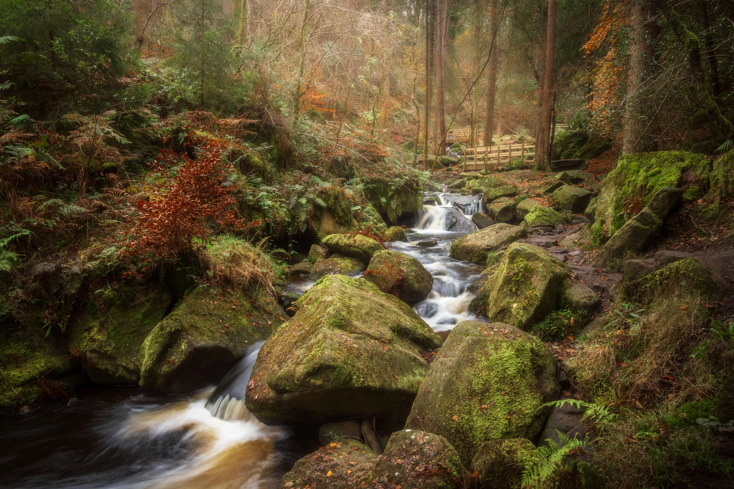 A flowing woodland stream weaving through moss-covered rocks with a wooden bridge in the distance at Wyming Brook, South Yorkshire